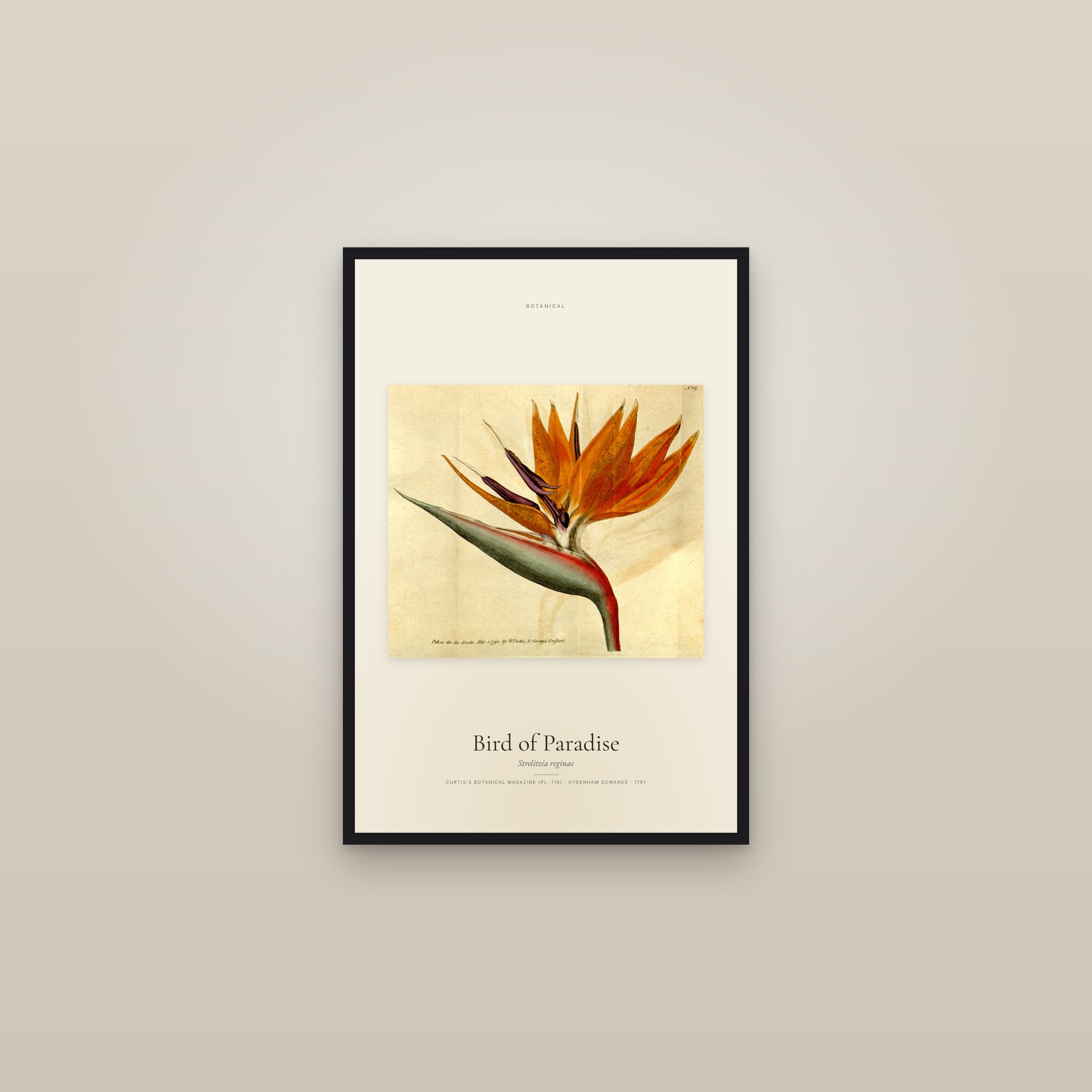 Bird of Paradise — framed in a gallery setting