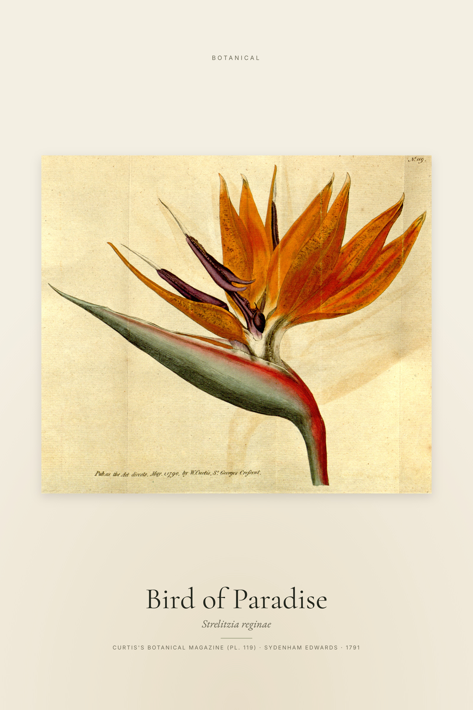 Bird of Paradise