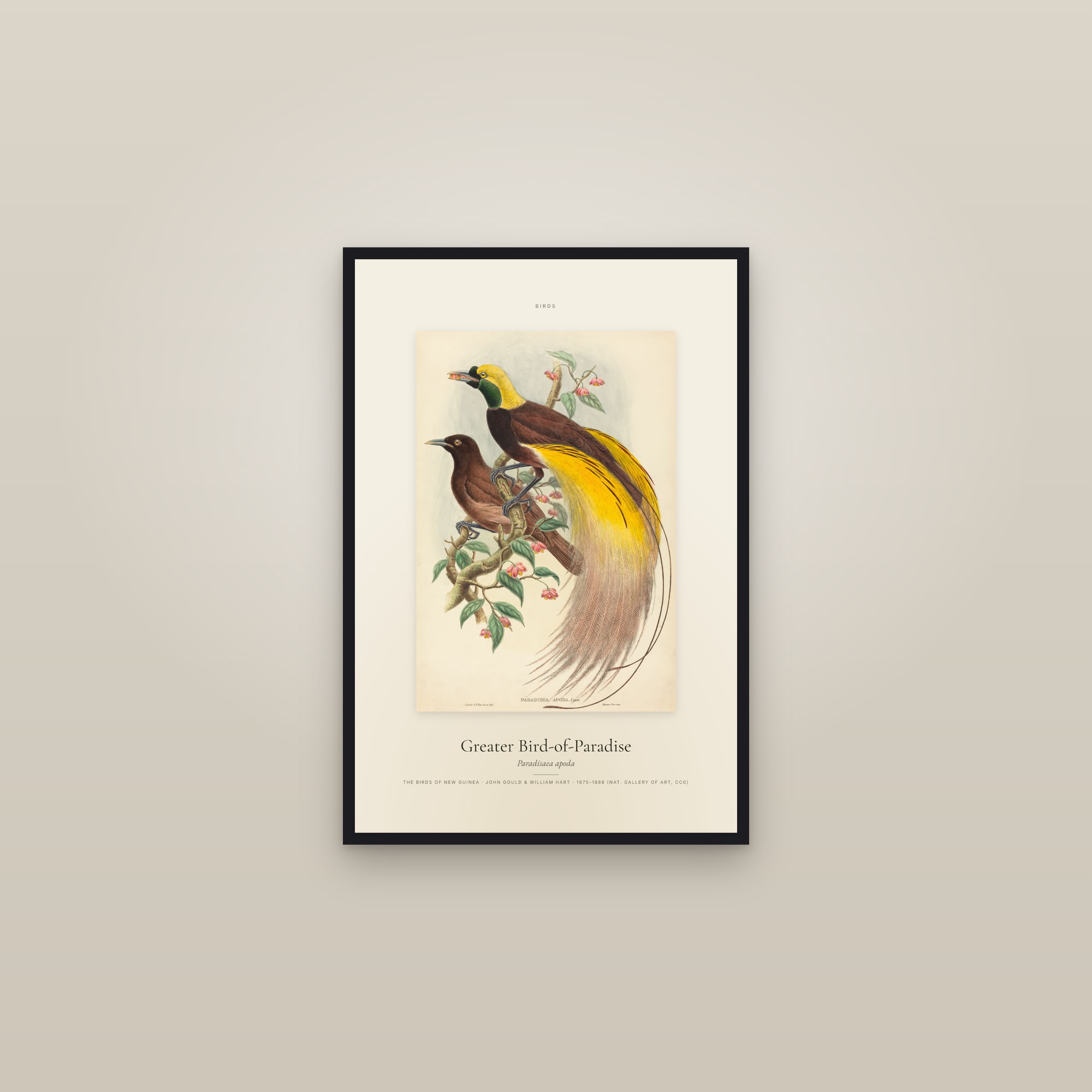 Greater Bird-of-Paradise — Specimen — framed in a gallery setting