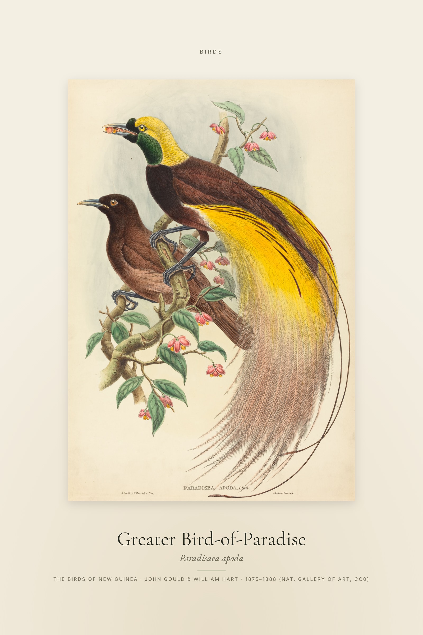 Greater Bird-of-Paradise — Specimen