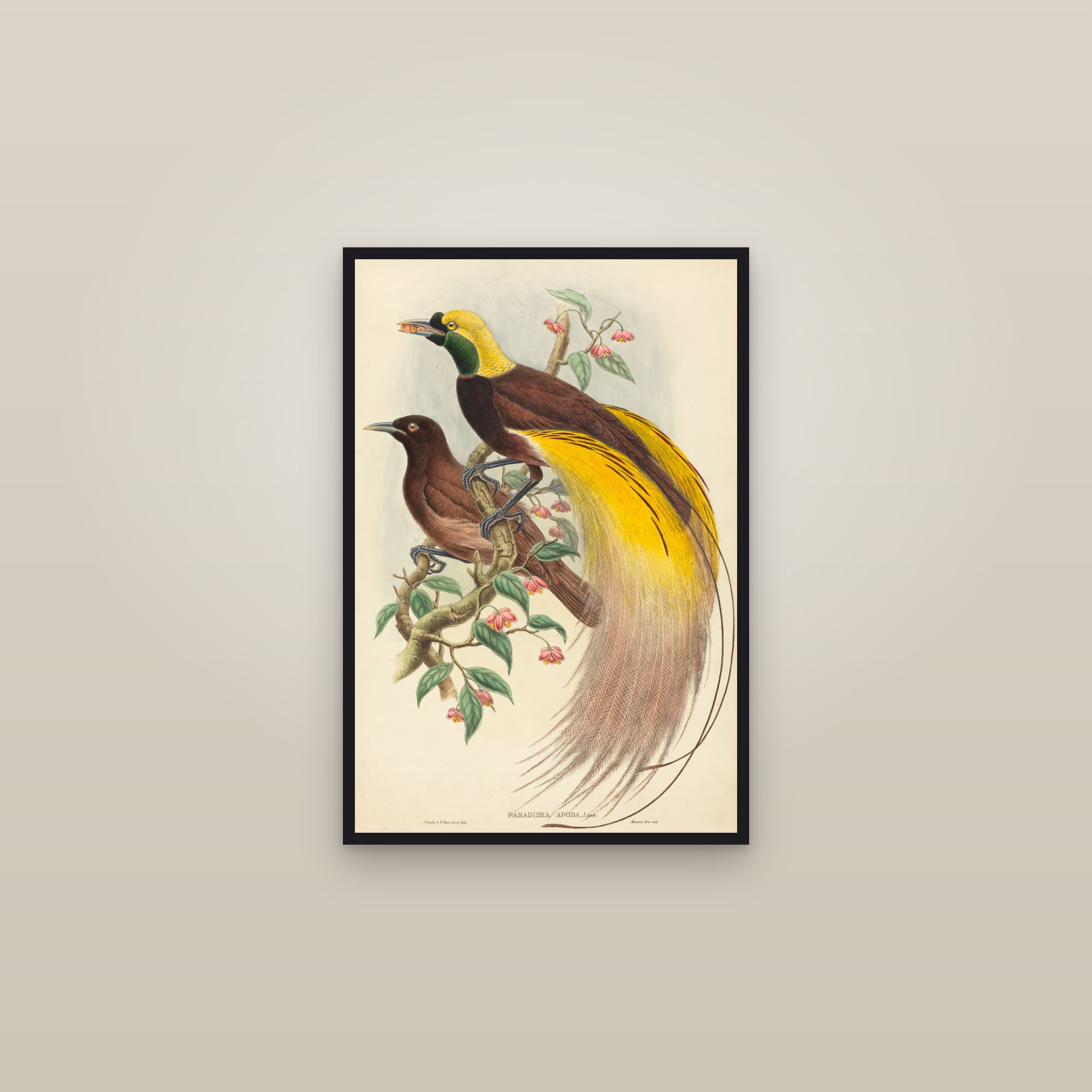 Greater Bird-of-Paradise — framed in a gallery setting
