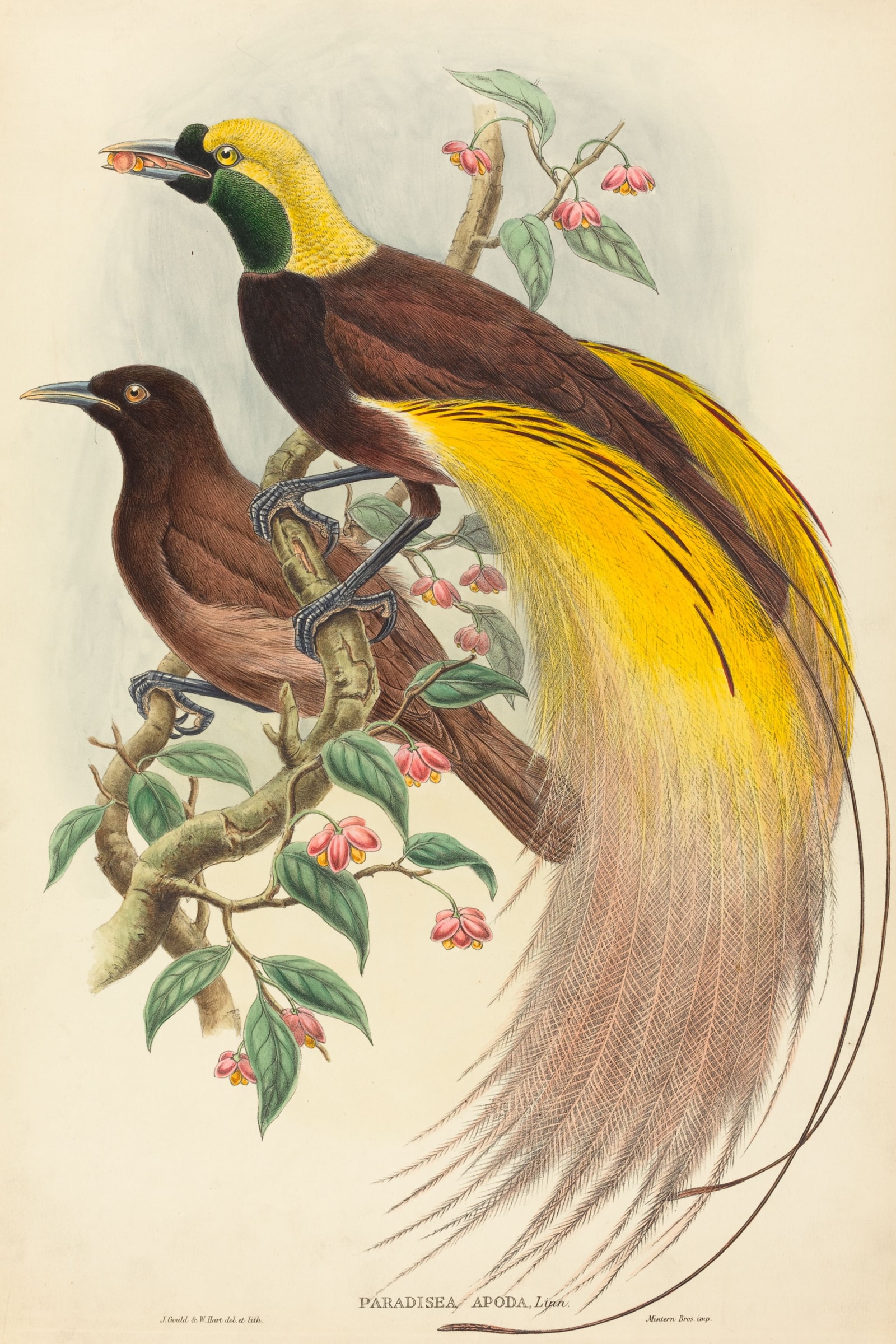 Greater Bird-of-Paradise