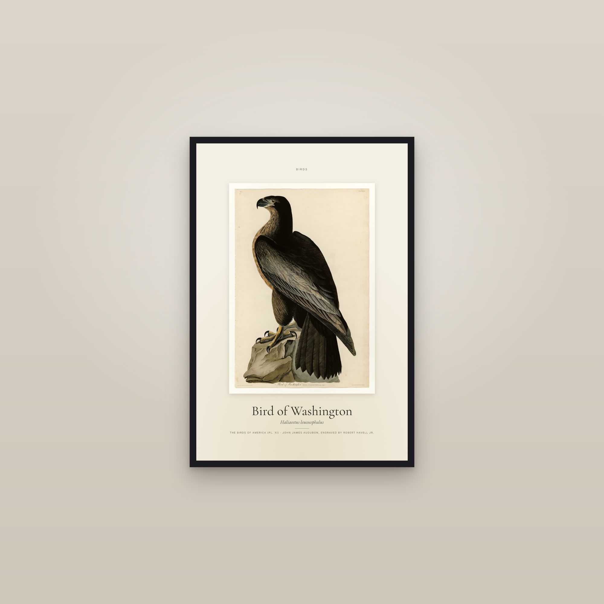 Bird of Washington — Specimen — framed in a gallery setting