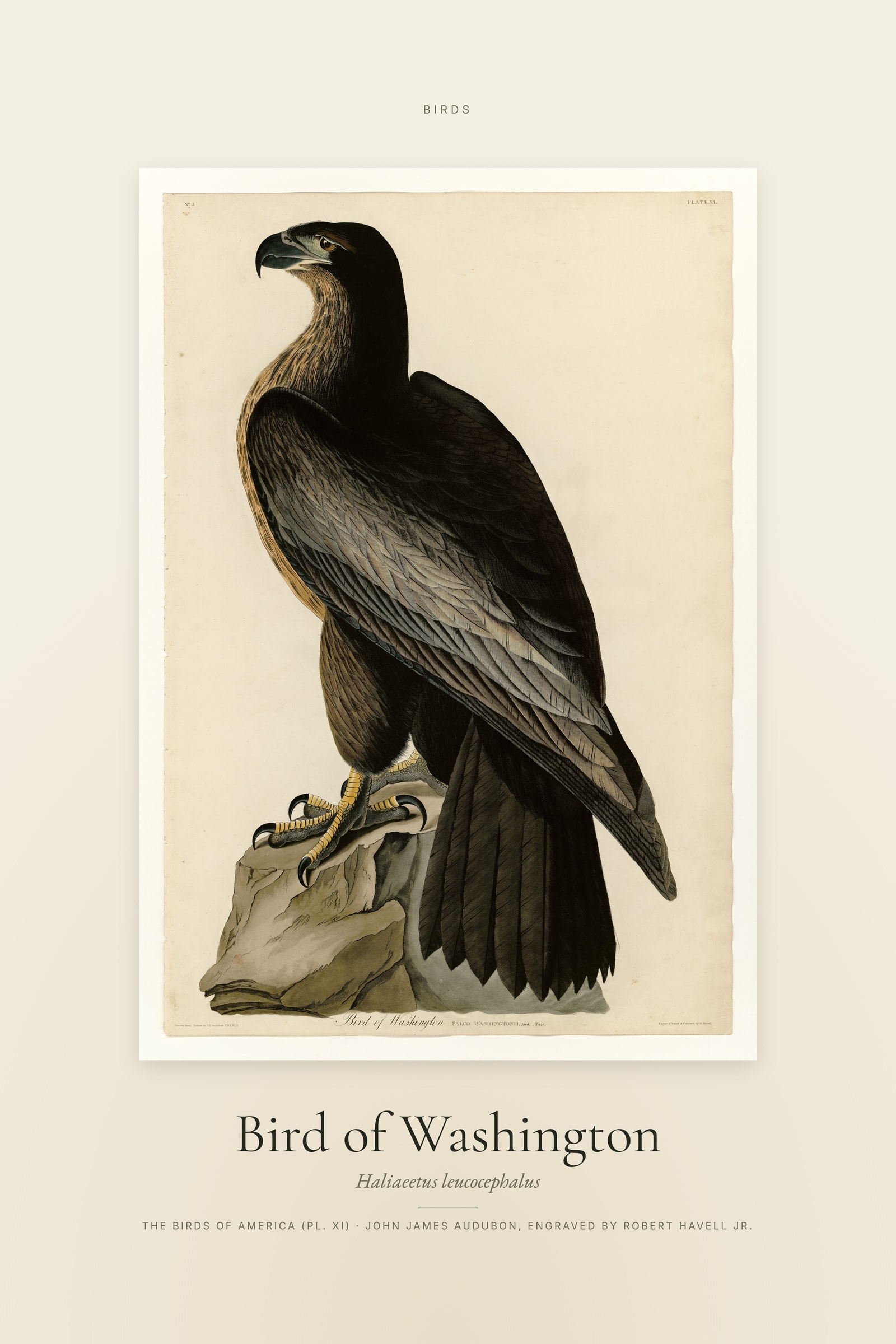 Bird of Washington — Specimen