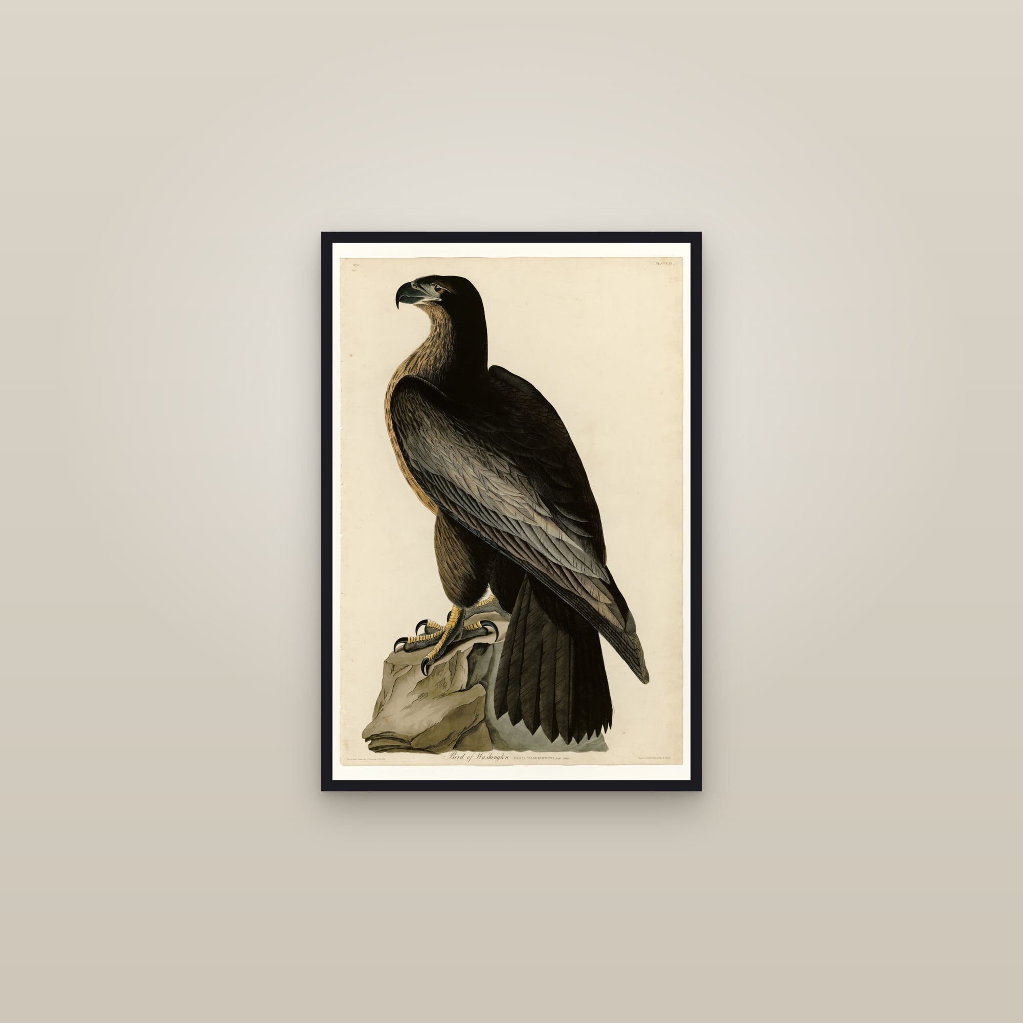 Bird of Washington — framed in a gallery setting