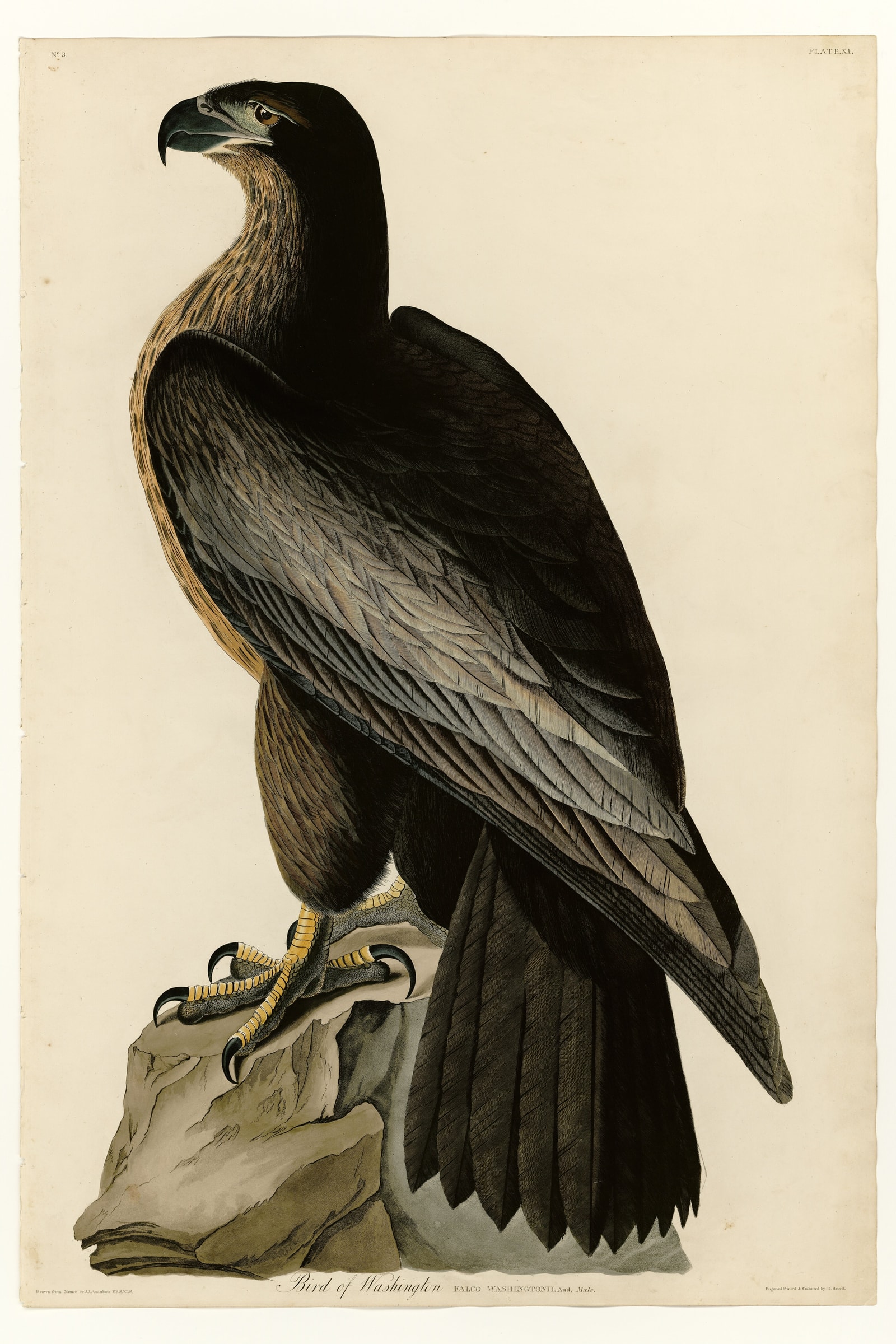 Bird of Washington