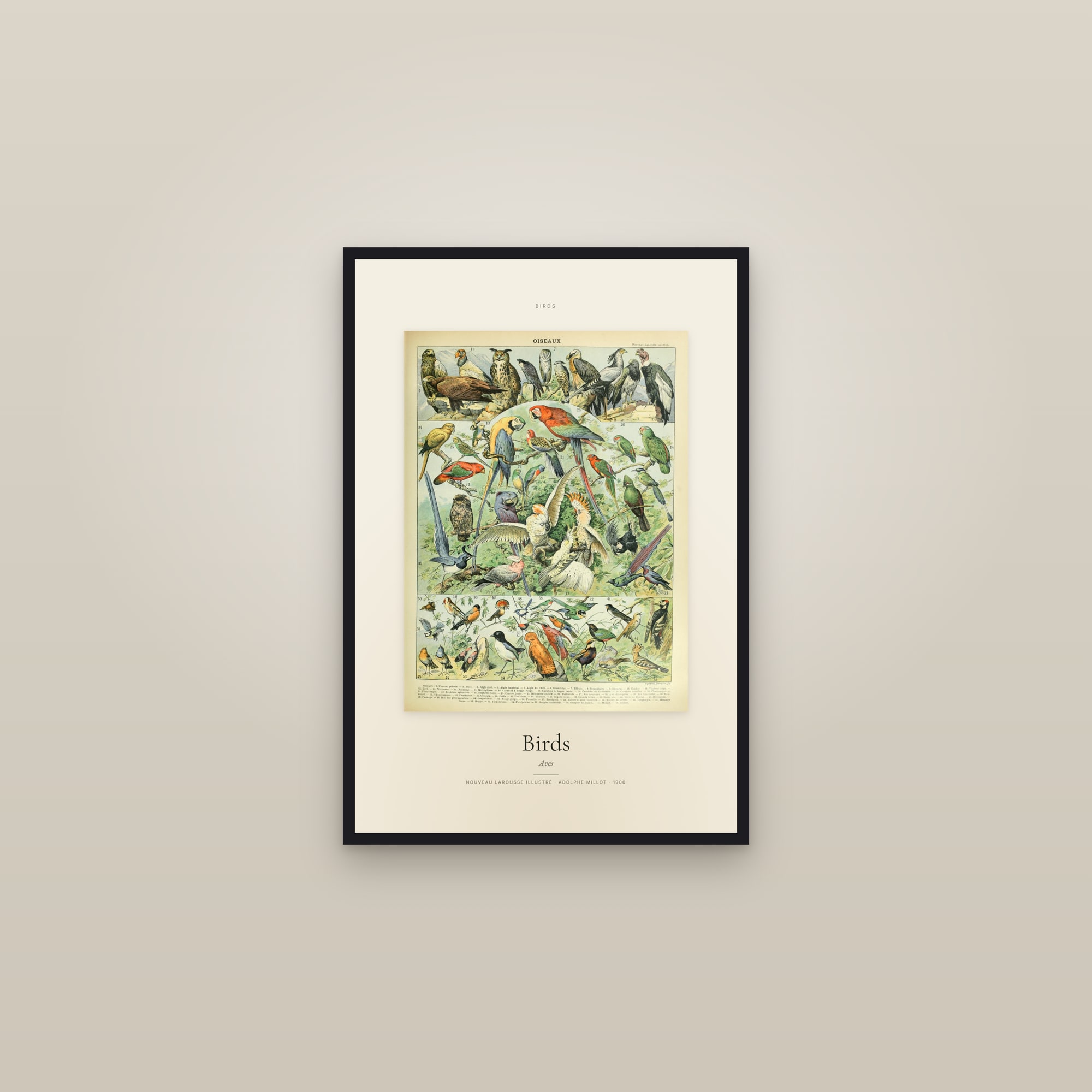 Birds — Specimen — framed in a gallery setting