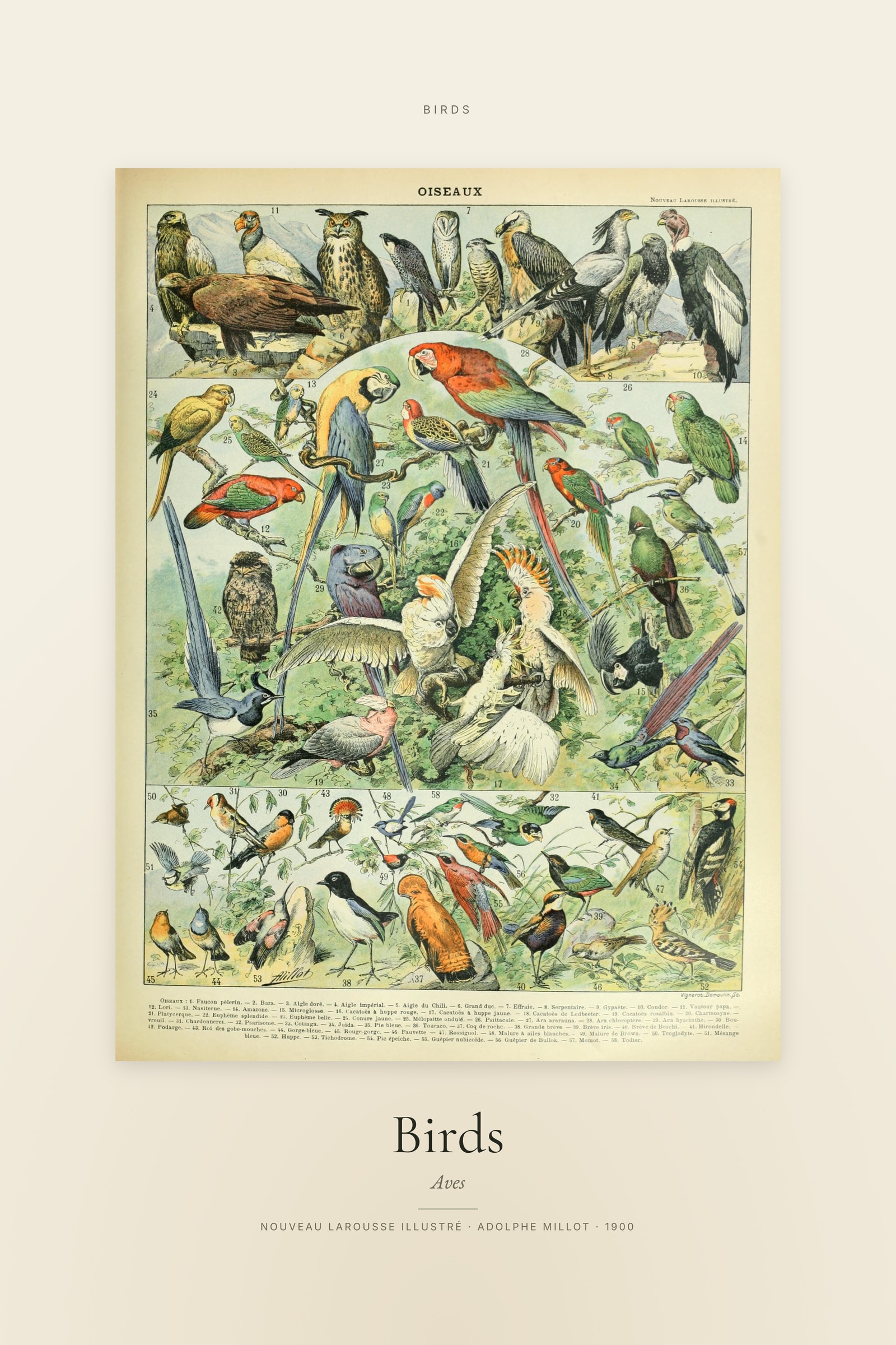Birds — Specimen