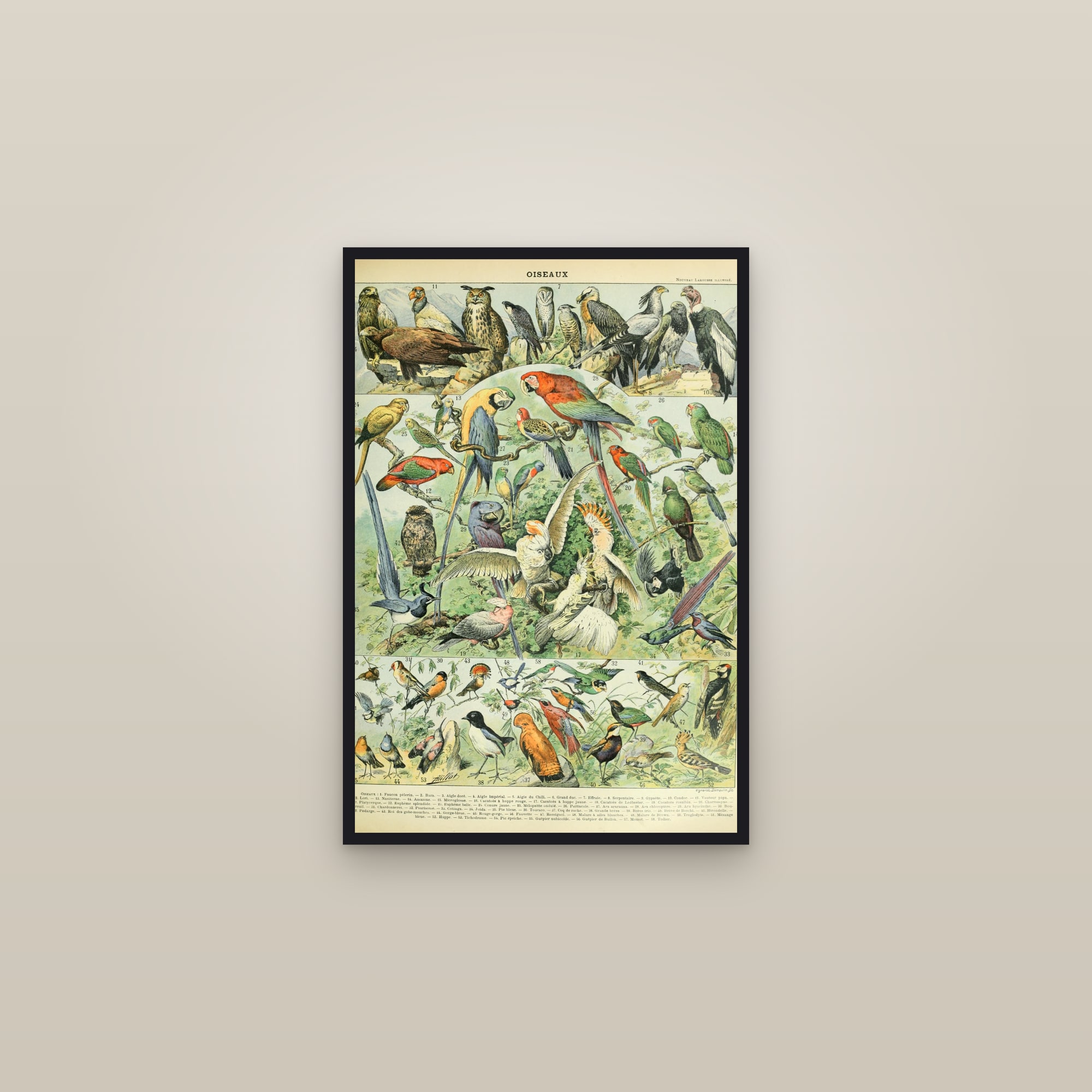 Birds — framed in a gallery setting