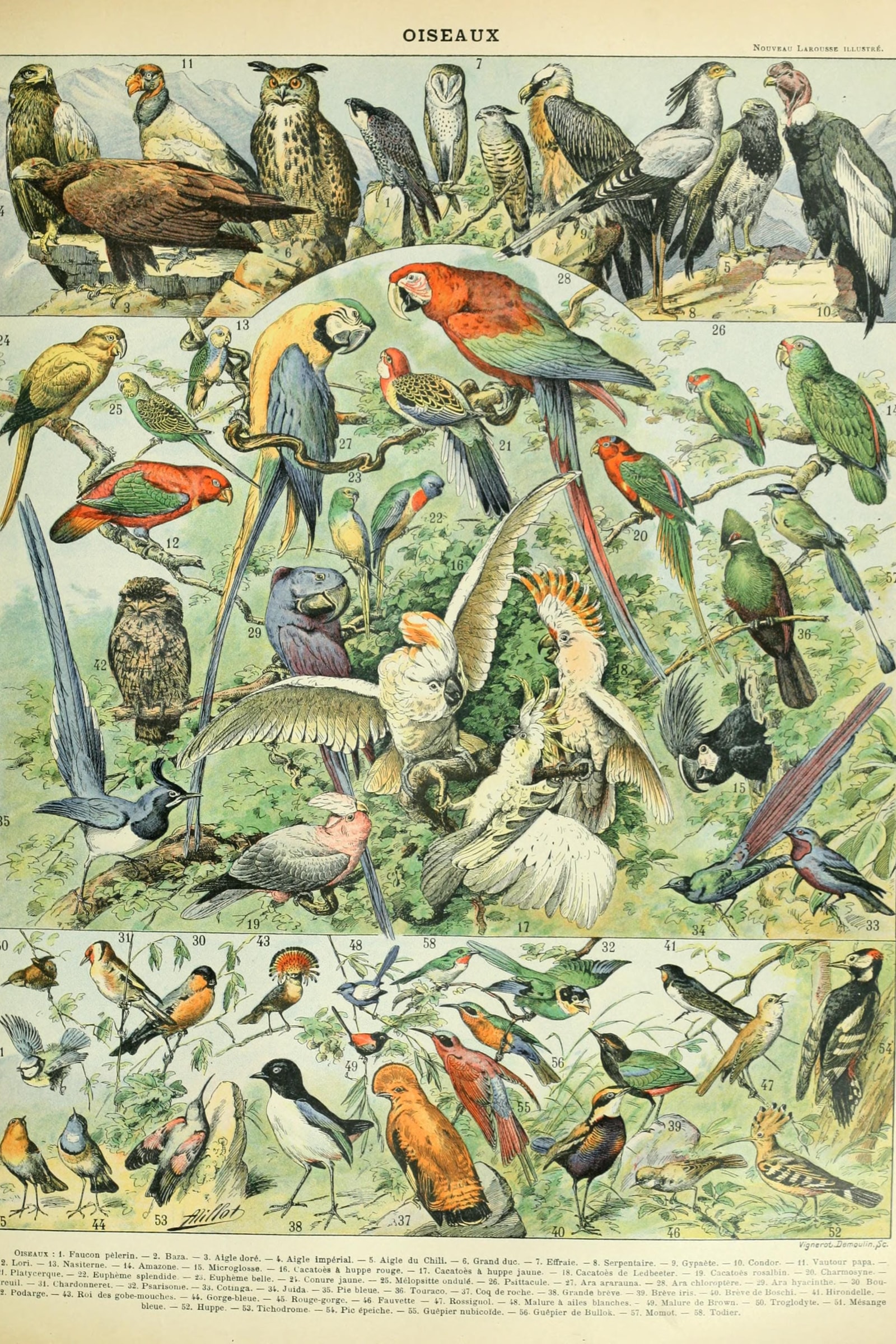 Birds