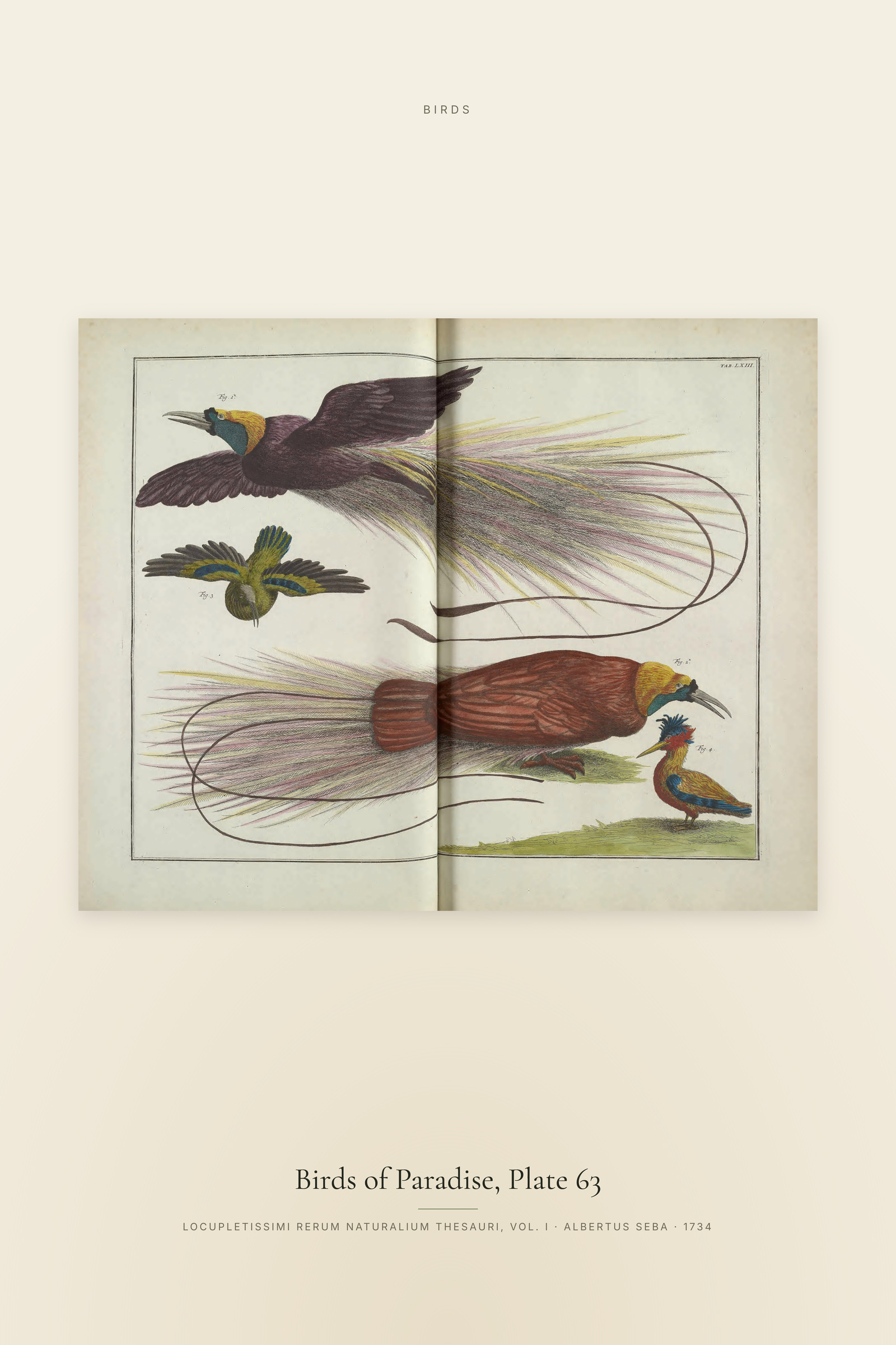 Birds of Paradise, Plate 63
