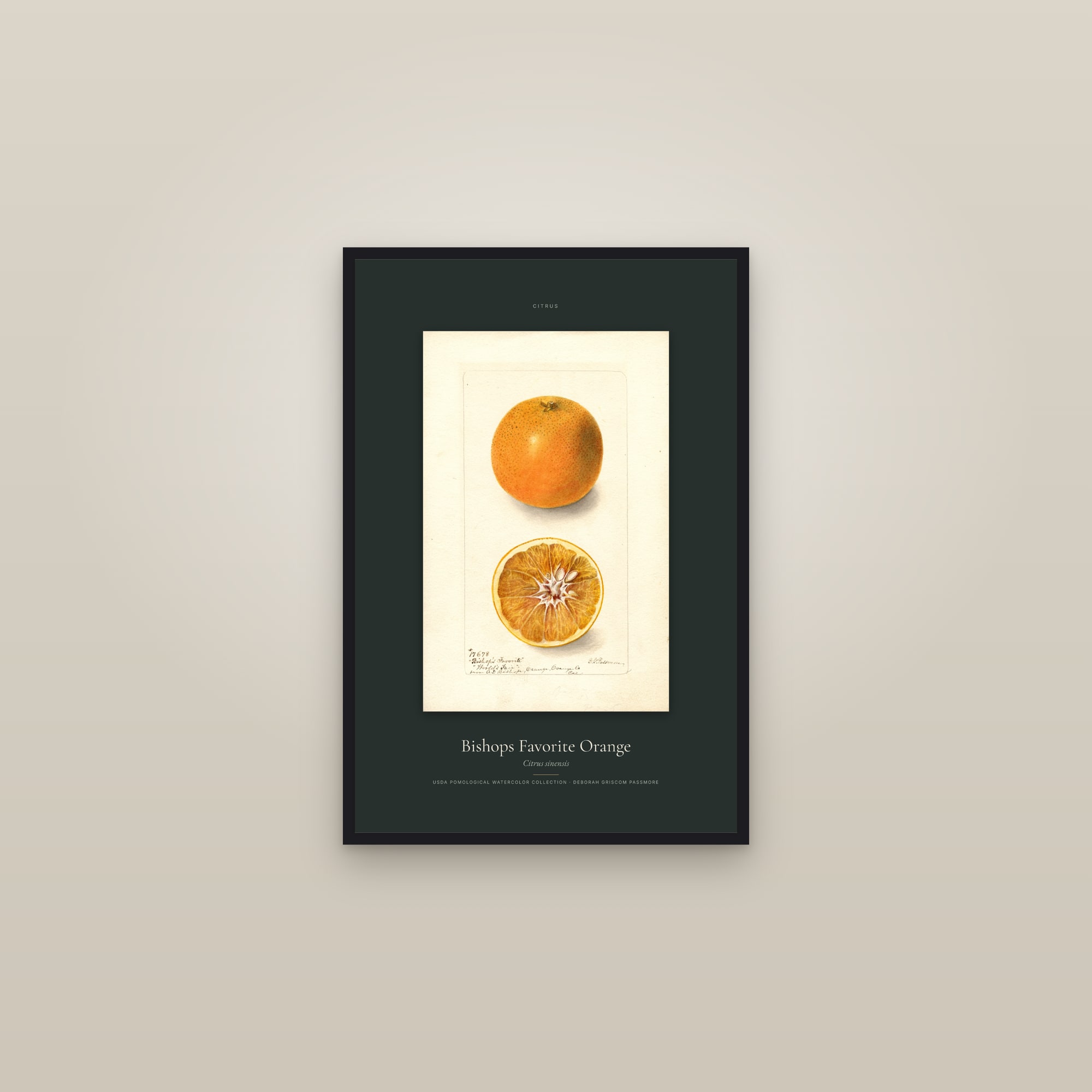 Bishops Favorite Orange — Specimen — framed in a gallery setting