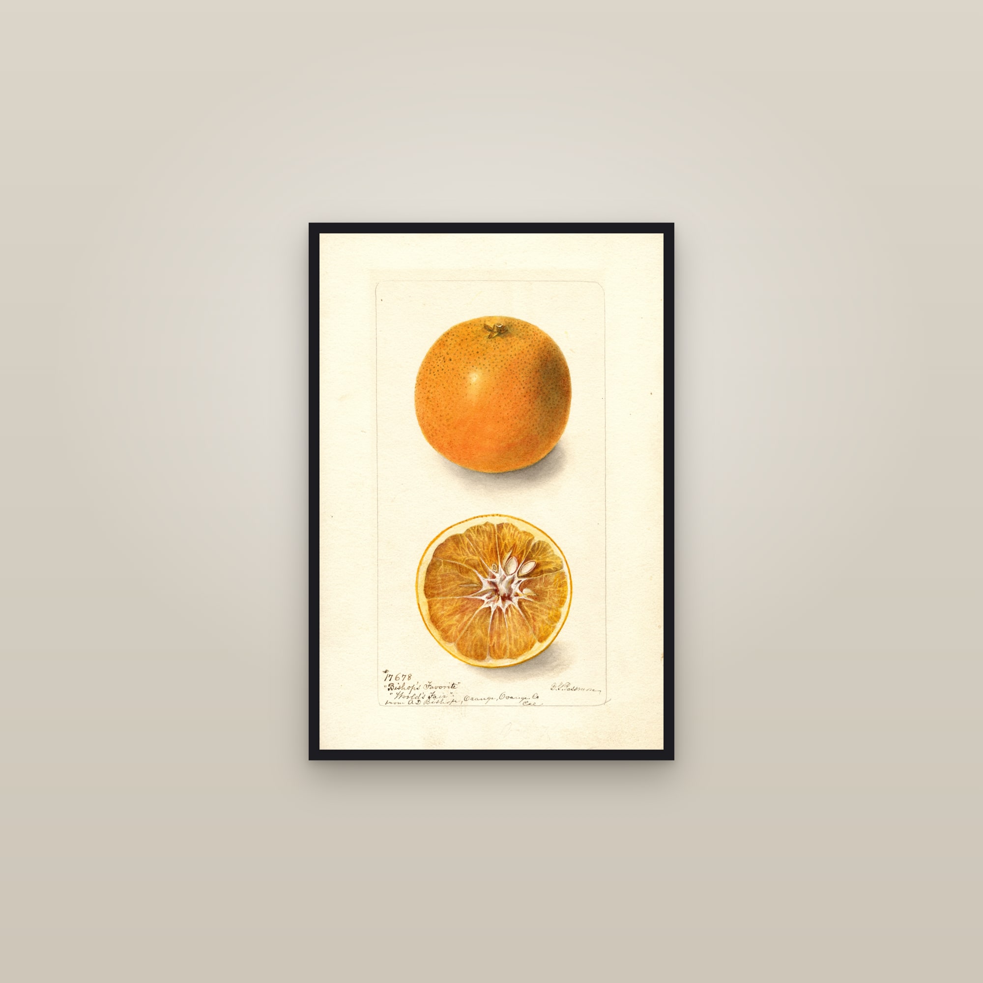 Bishops Favorite Orange — framed in a gallery setting