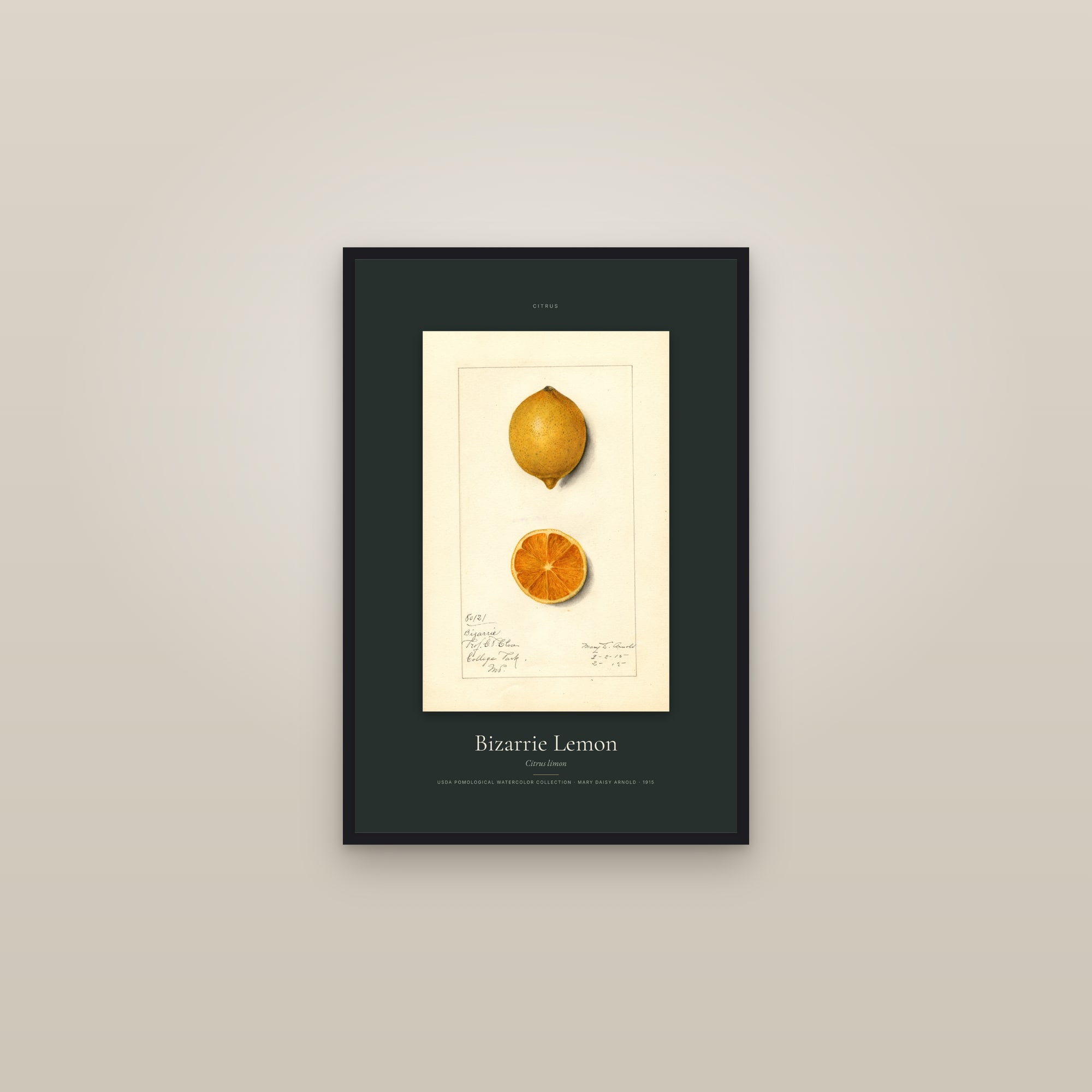 Bizarrie Lemon — Specimen — framed in a gallery setting
