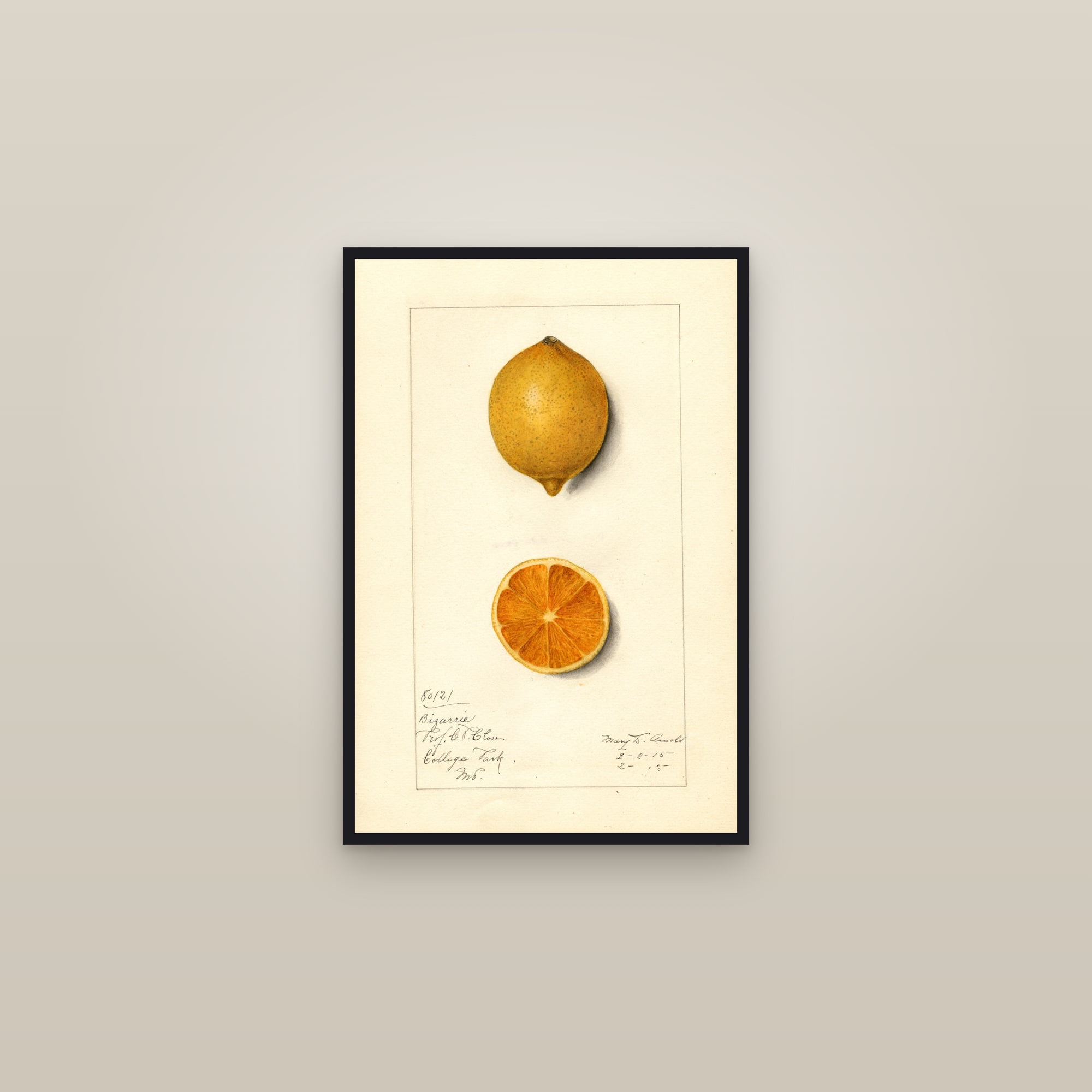 Bizarrie Lemon — framed in a gallery setting