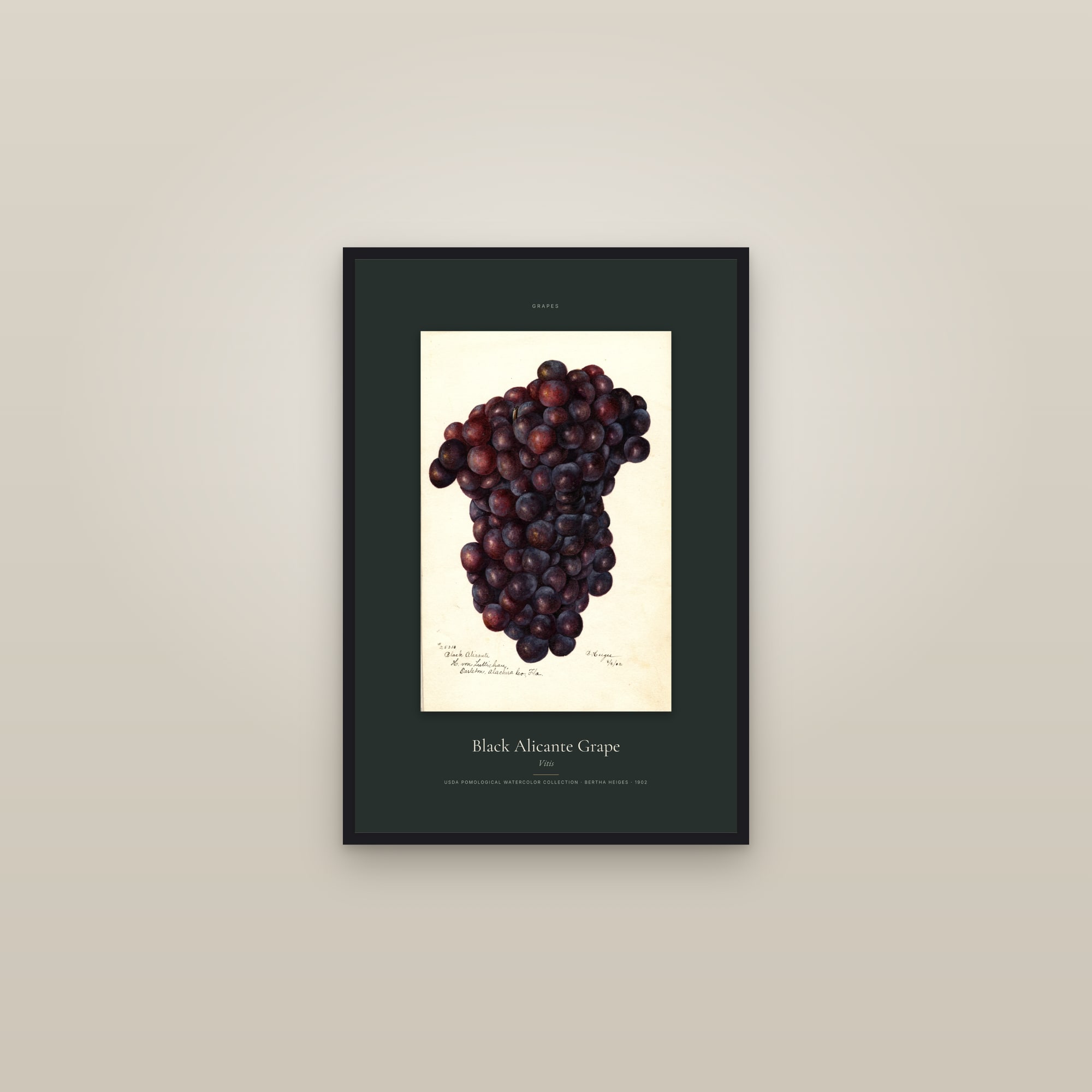 Black Alicante Grape — Specimen — framed in a gallery setting
