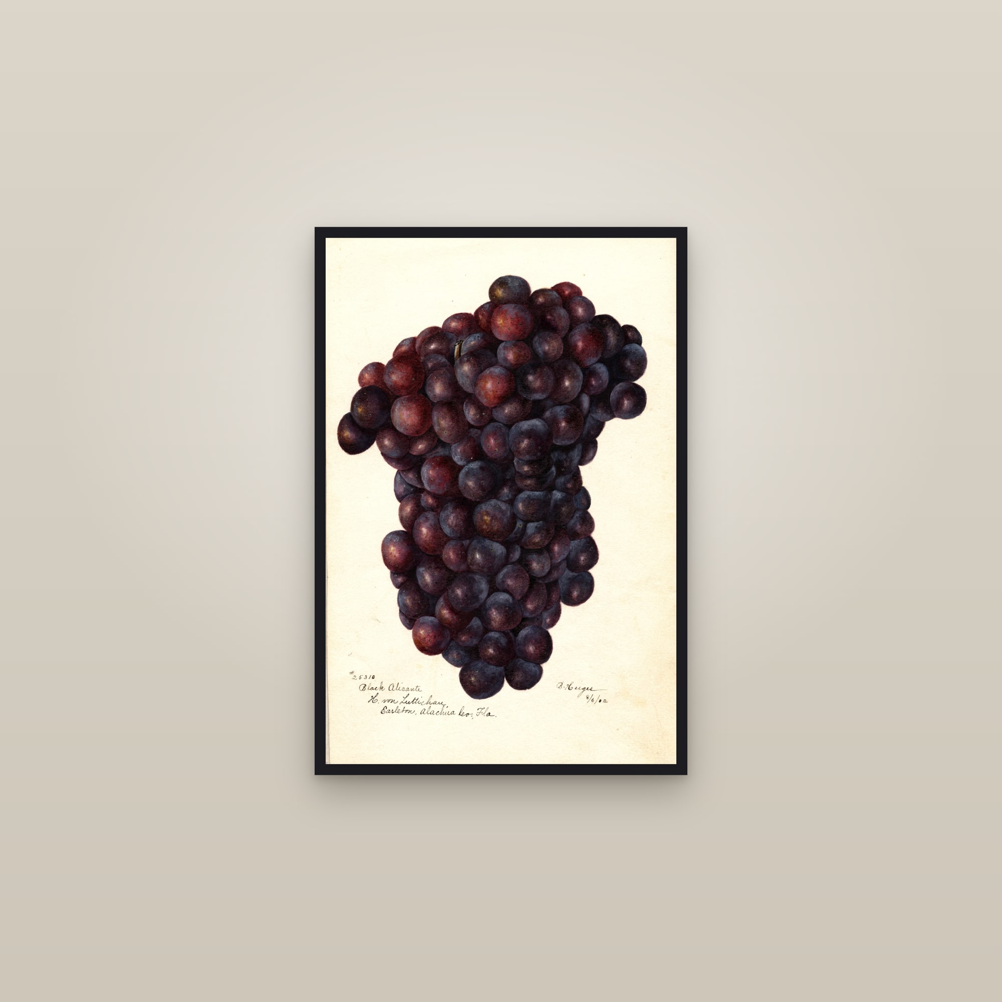 Black Alicante Grape — framed in a gallery setting
