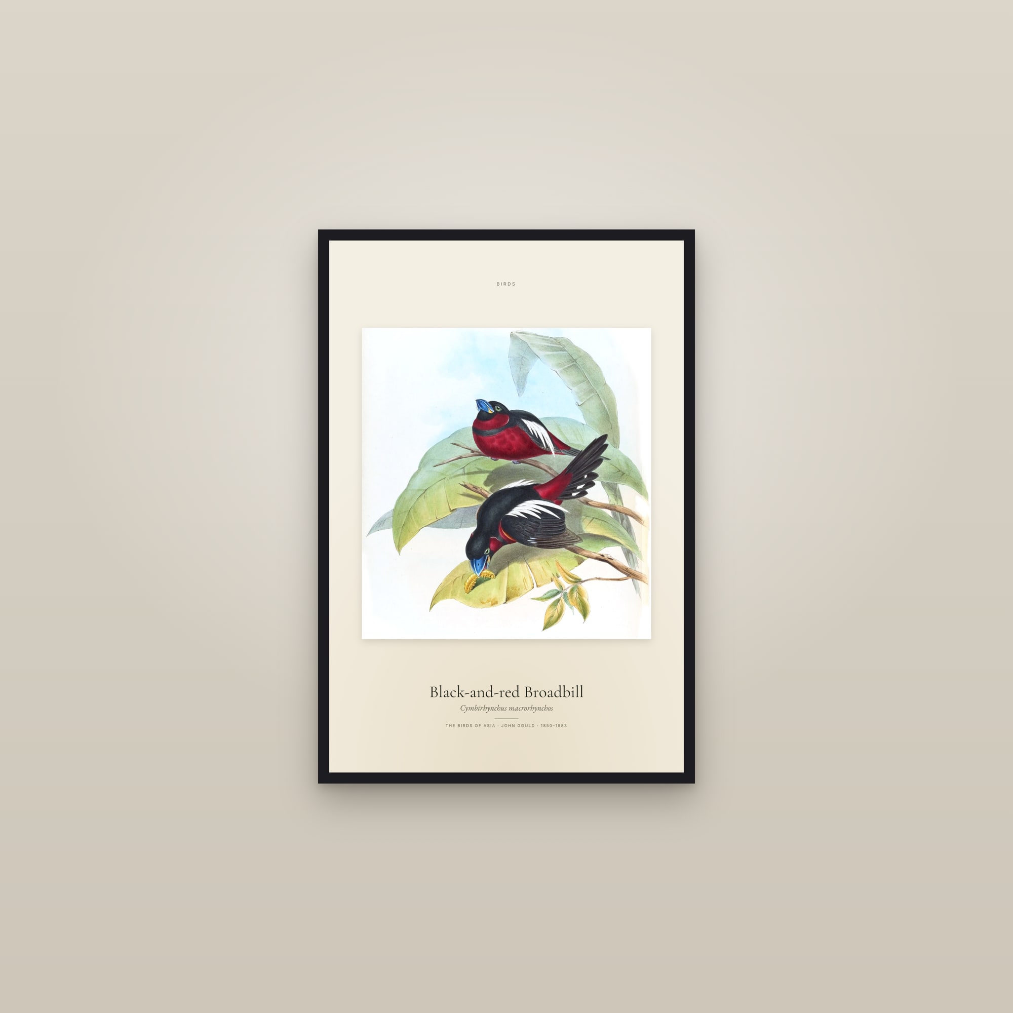 Black-and-red Broadbill — Specimen — framed in a gallery setting