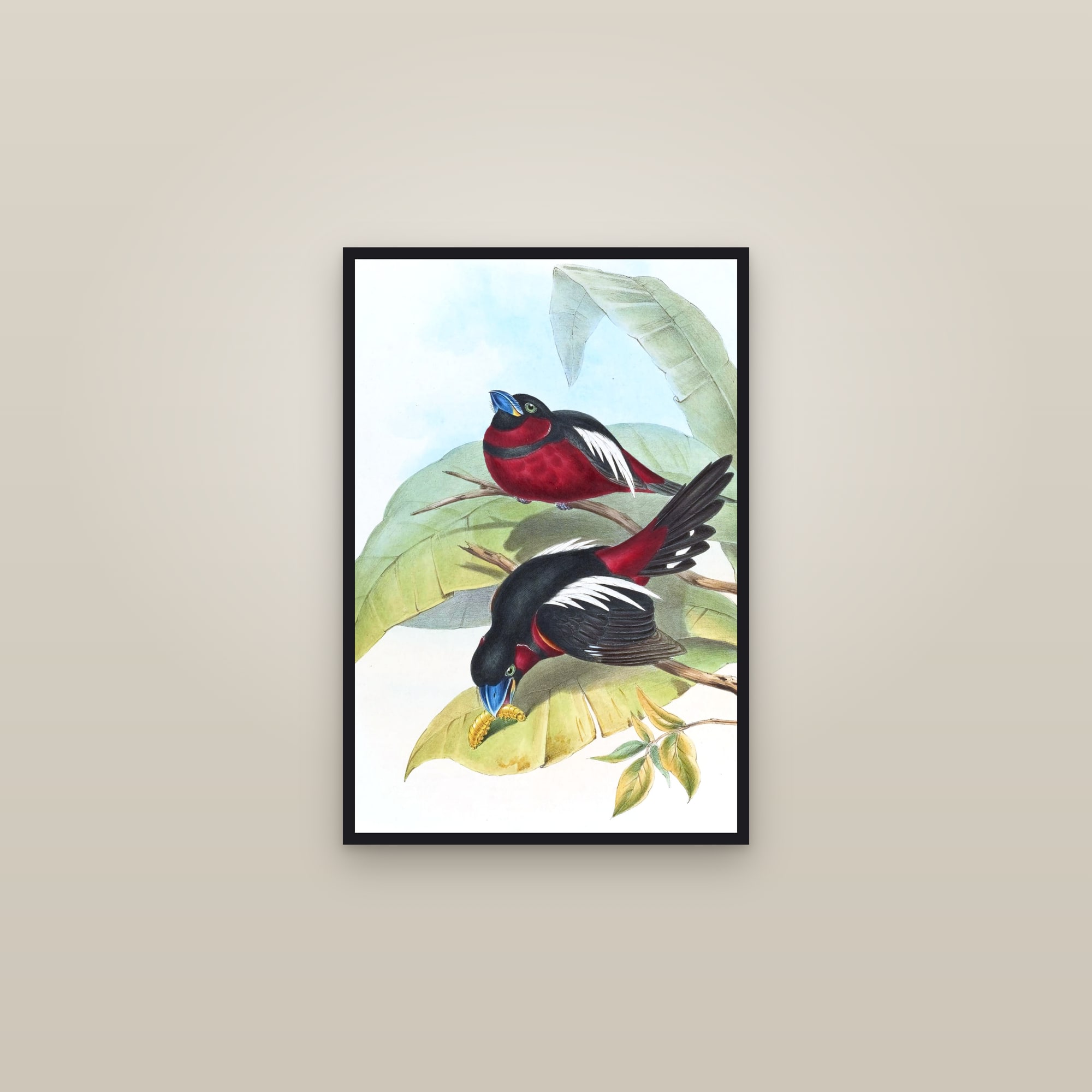 Black-and-red Broadbill — framed in a gallery setting