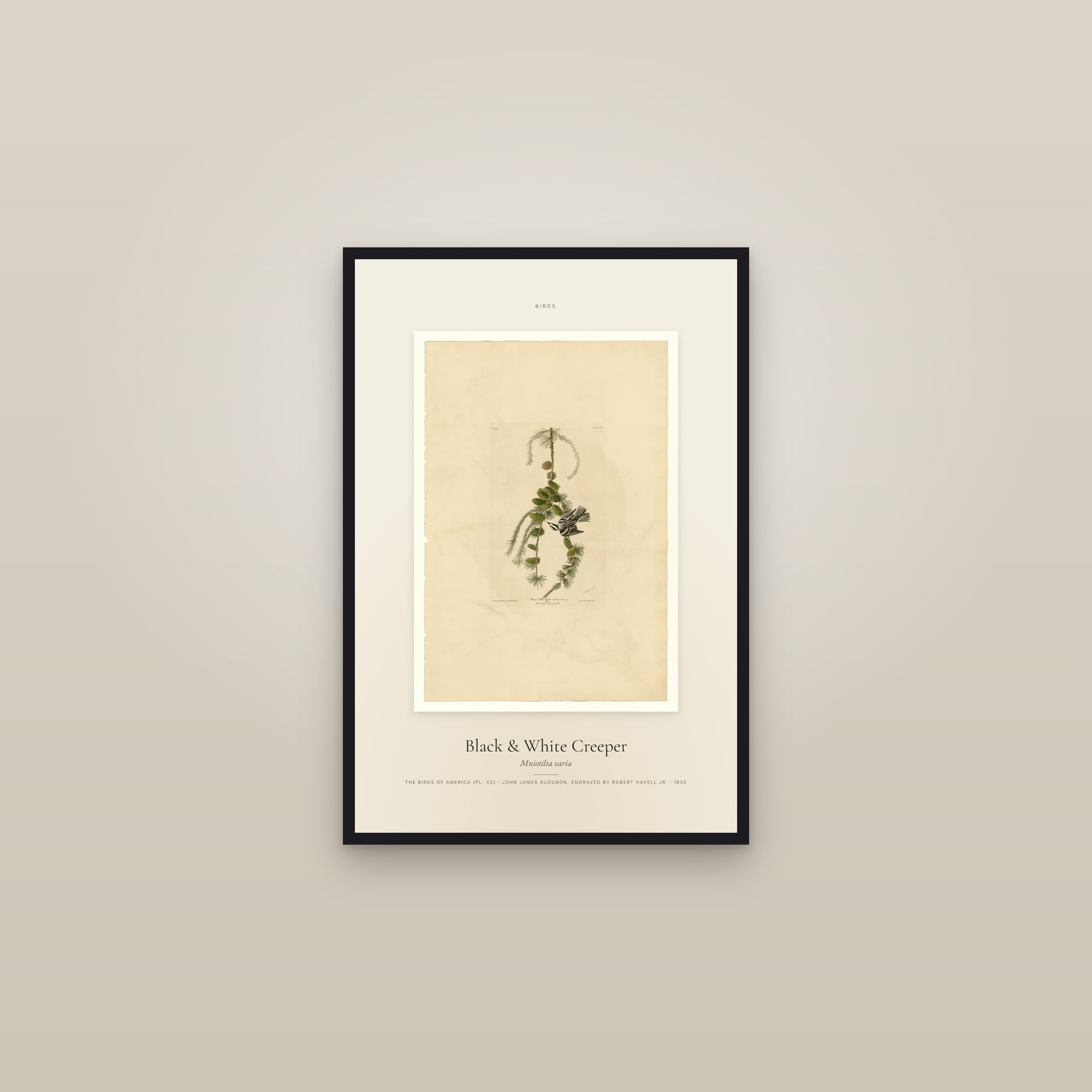 Black & White Creeper — Specimen — framed in a gallery setting