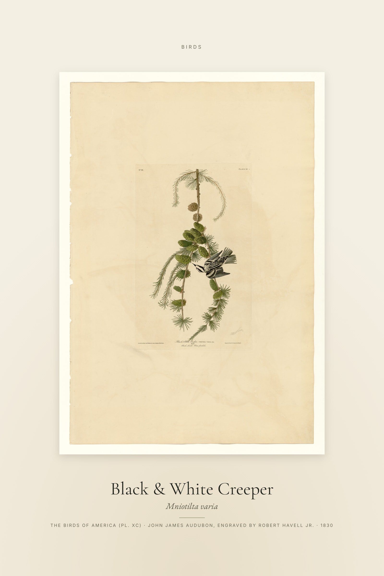 Black & White Creeper — Specimen