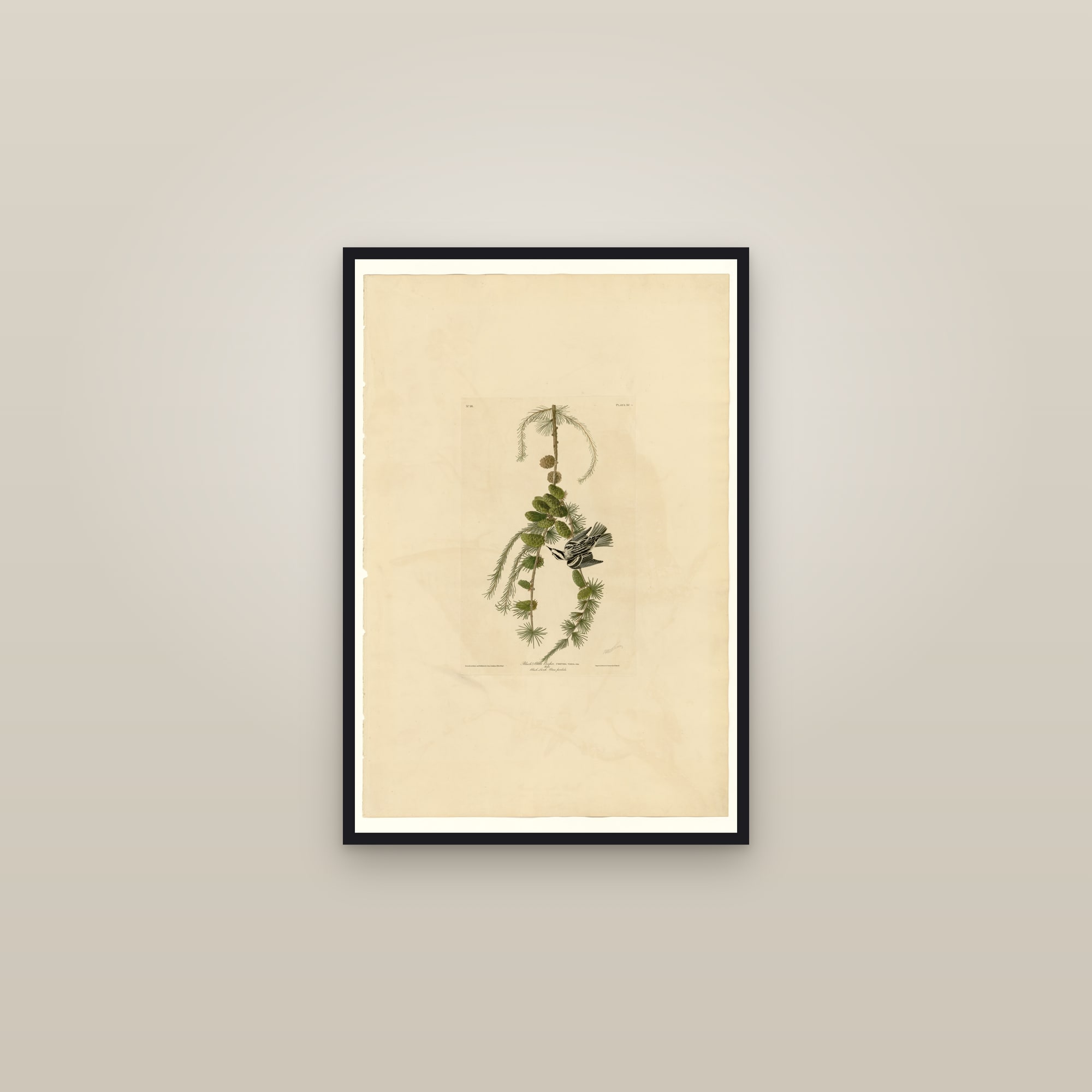 Black & White Creeper — framed in a gallery setting