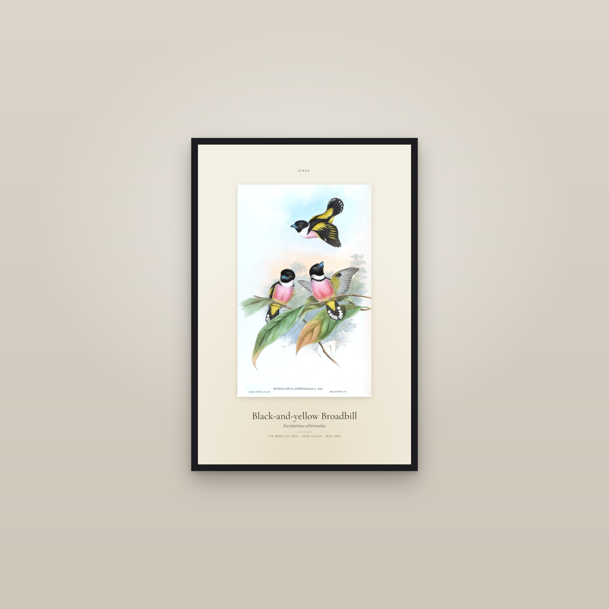 Black-and-yellow Broadbill — Specimen — framed in a gallery setting