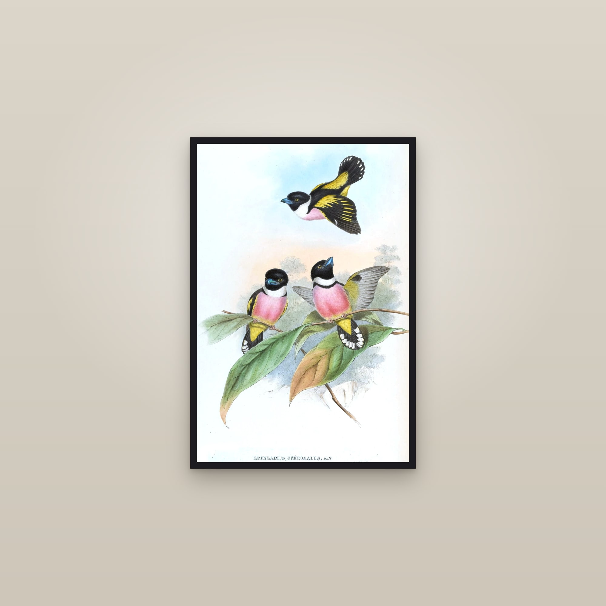 Black-and-yellow Broadbill — framed in a gallery setting
