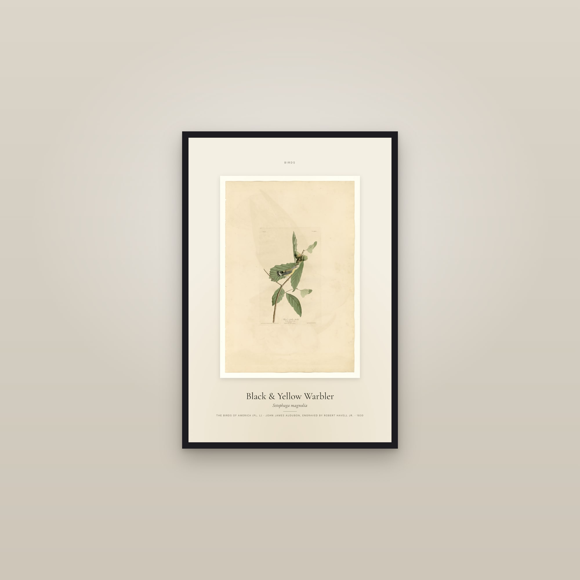 Black & Yellow Warbler — Specimen — framed in a gallery setting