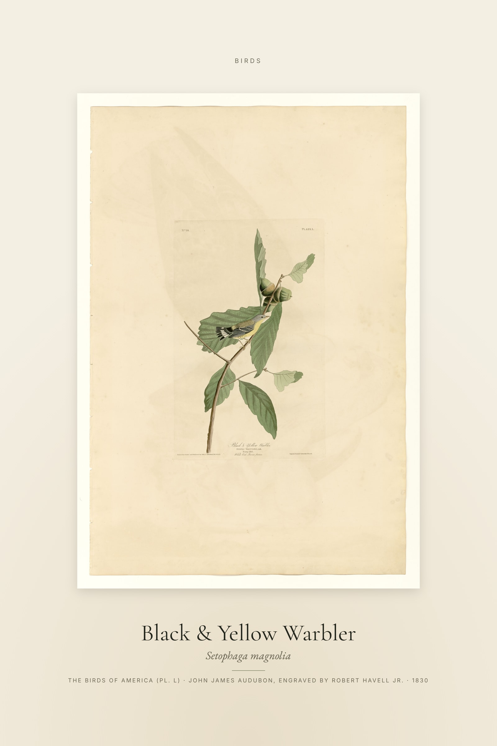 Black & Yellow Warbler — Specimen