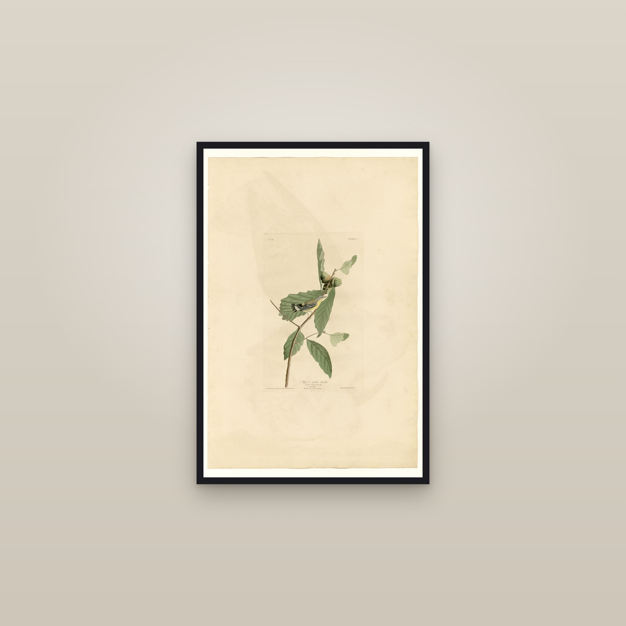 Black & Yellow Warbler — framed in a gallery setting