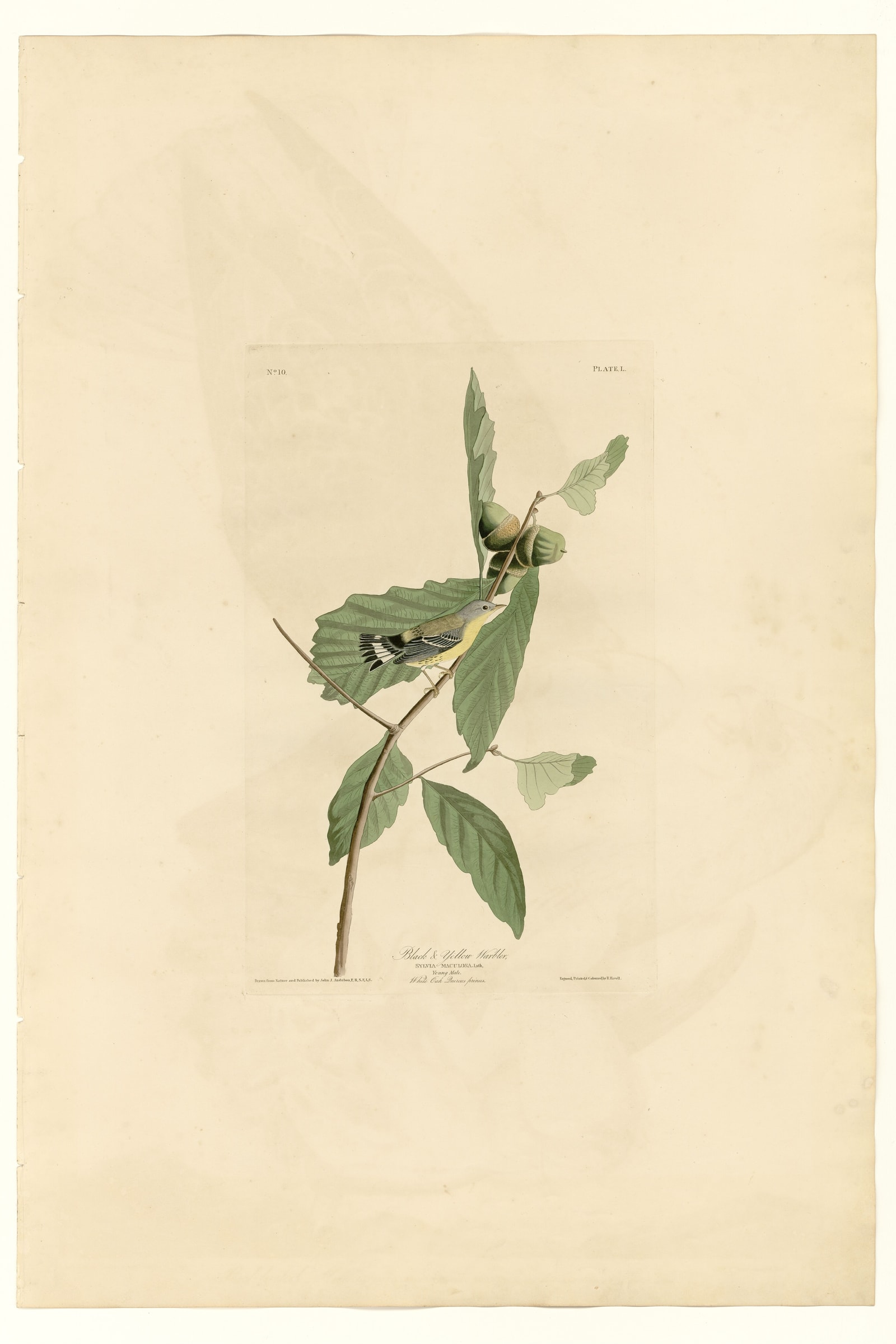 Black & Yellow Warbler