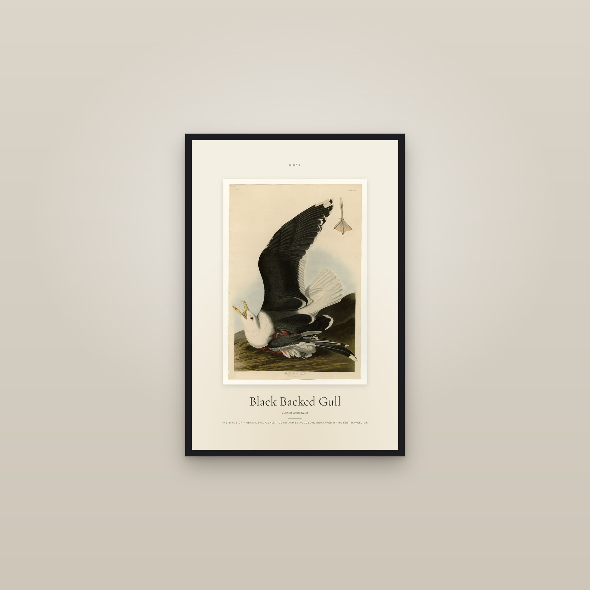 Black Backed Gull — Specimen — framed in a gallery setting