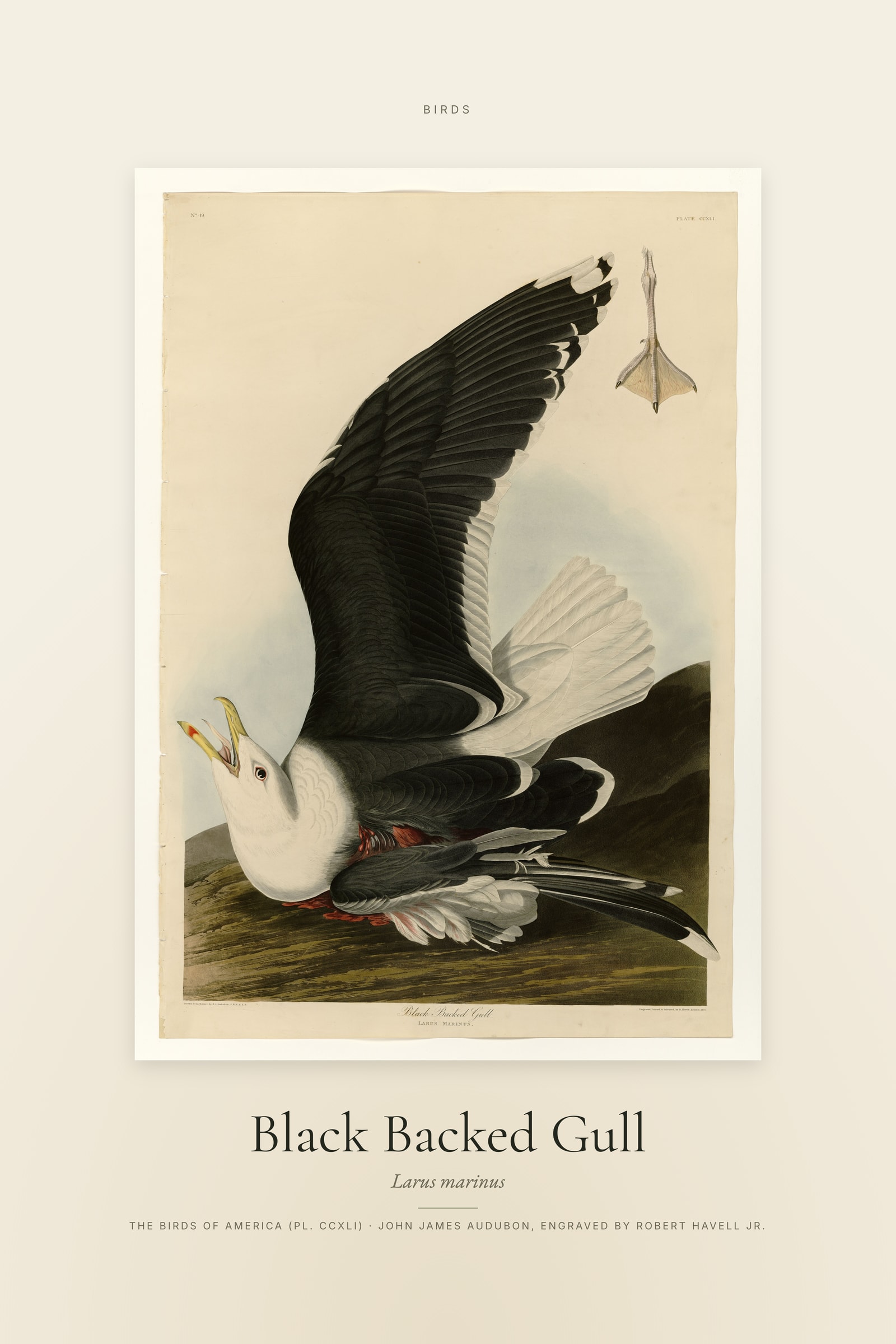 Black Backed Gull — Specimen