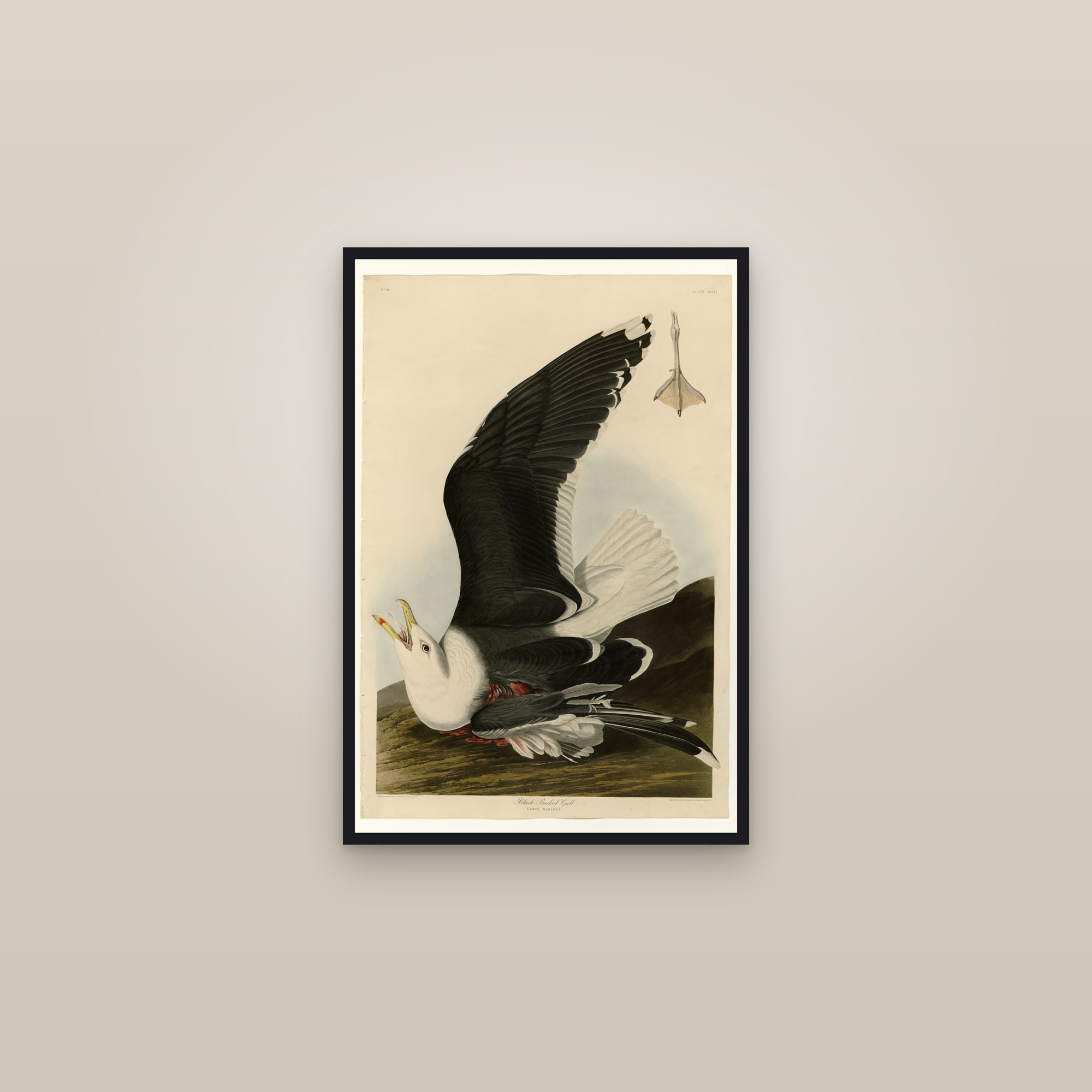 Black Backed Gull — framed in a gallery setting