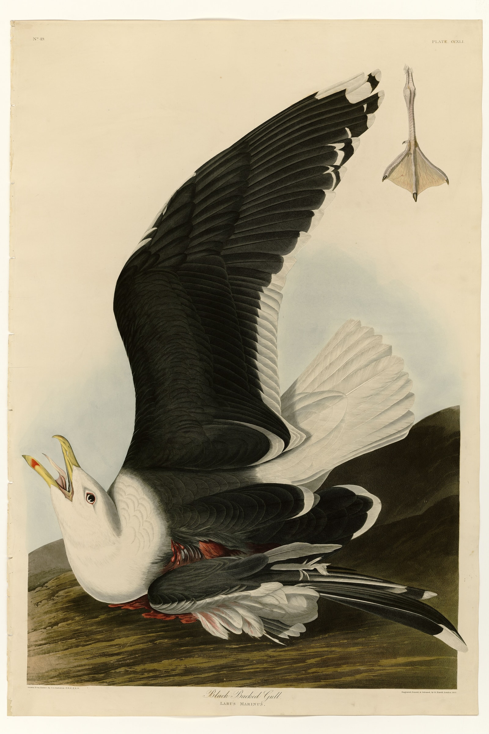 Black Backed Gull