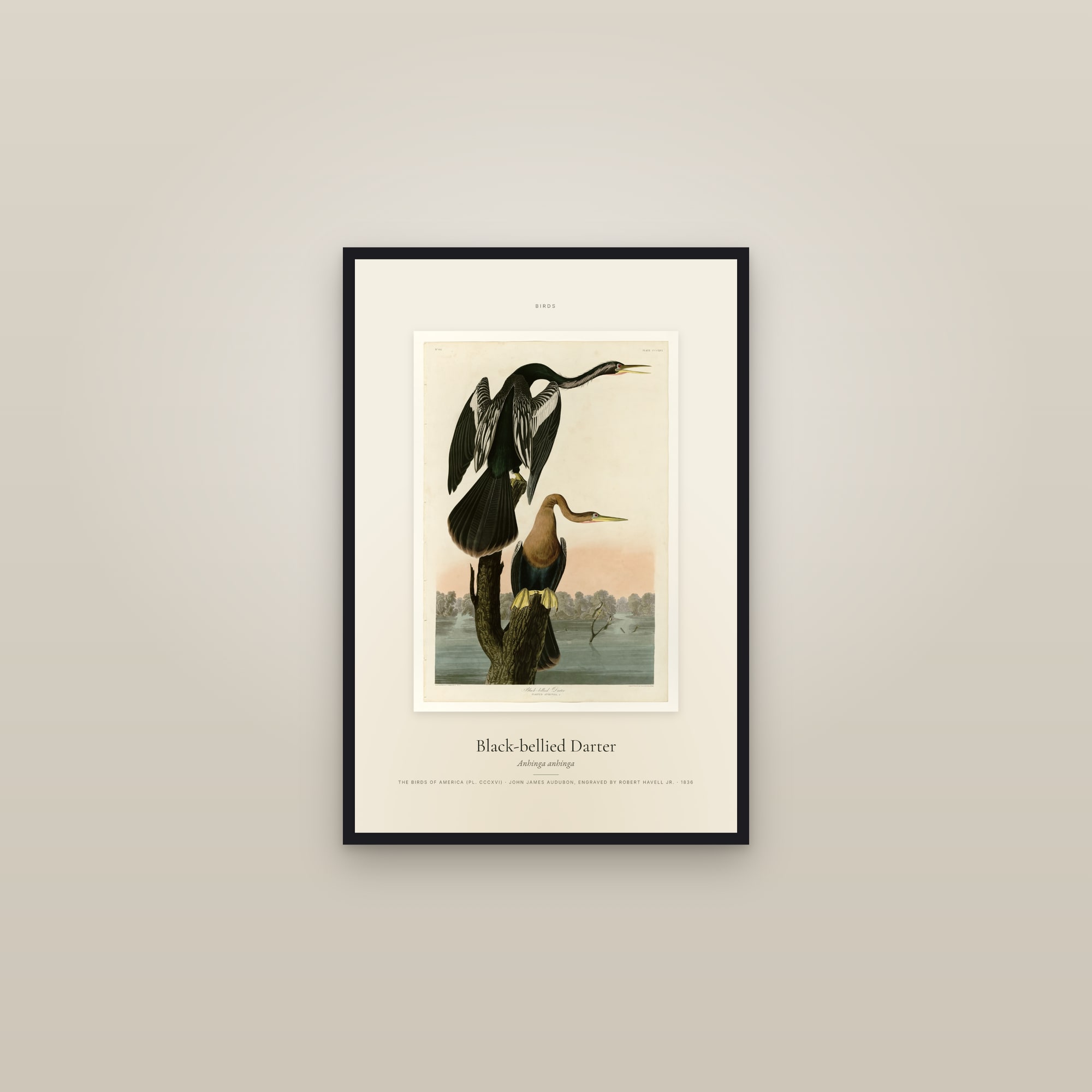 Black-bellied Darter — Specimen — framed in a gallery setting