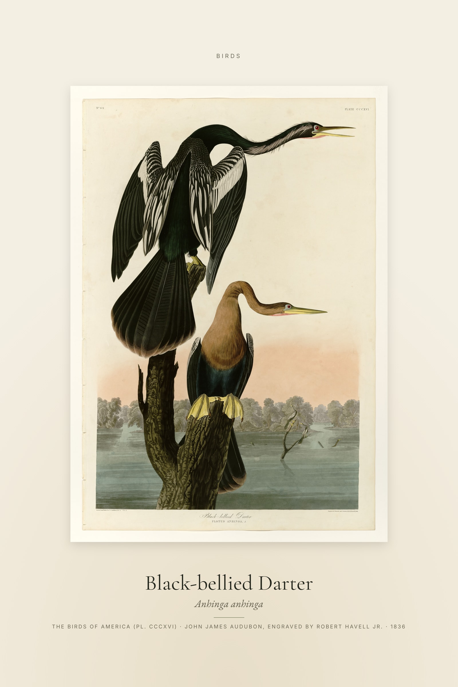 Black-bellied Darter — Specimen