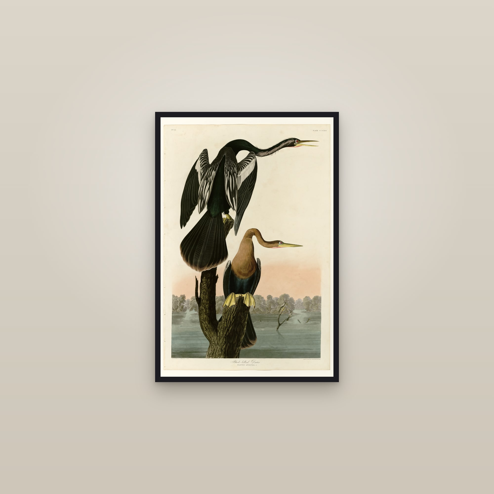 Black-bellied Darter — framed in a gallery setting
