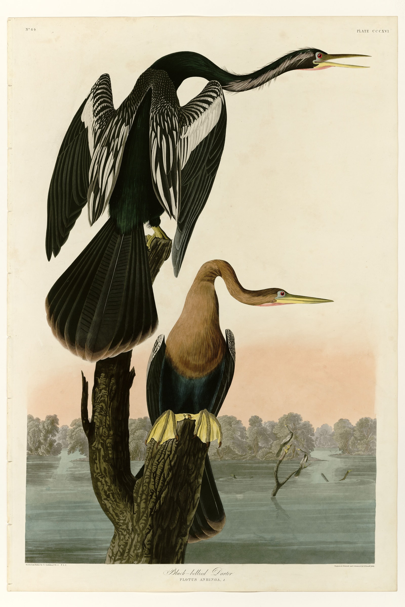 Black-bellied Darter
