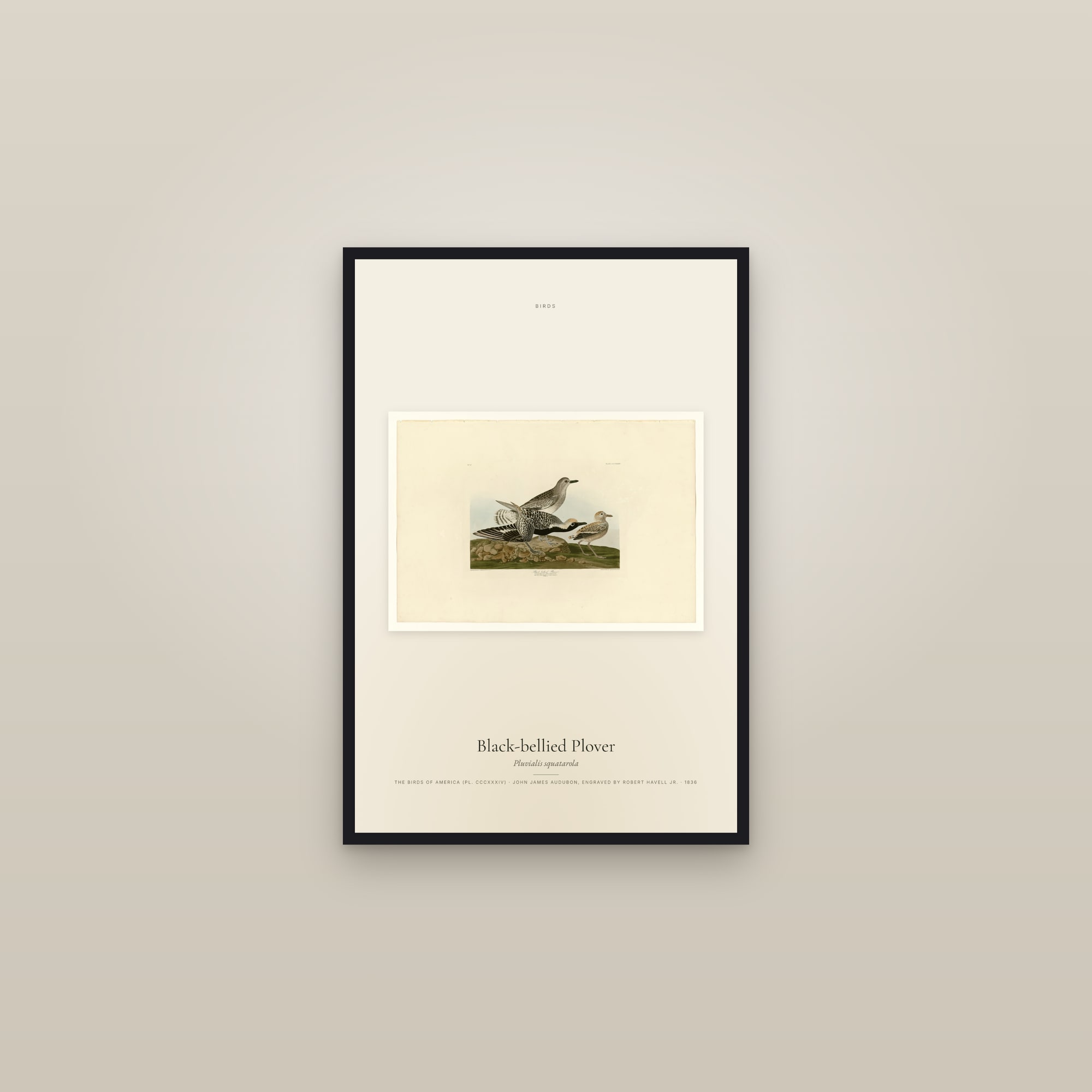Black-bellied Plover — framed in a gallery setting
