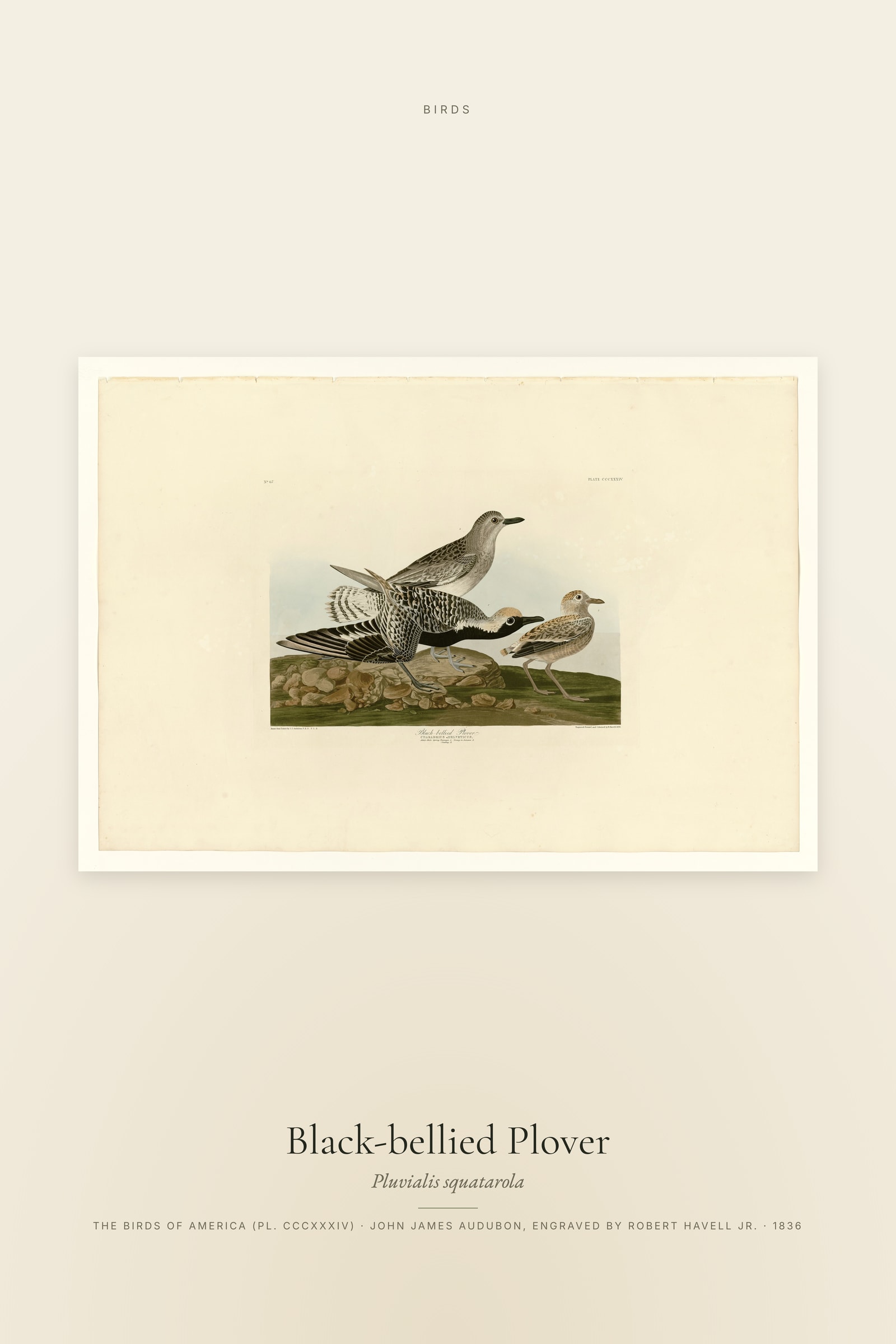 Black-bellied Plover