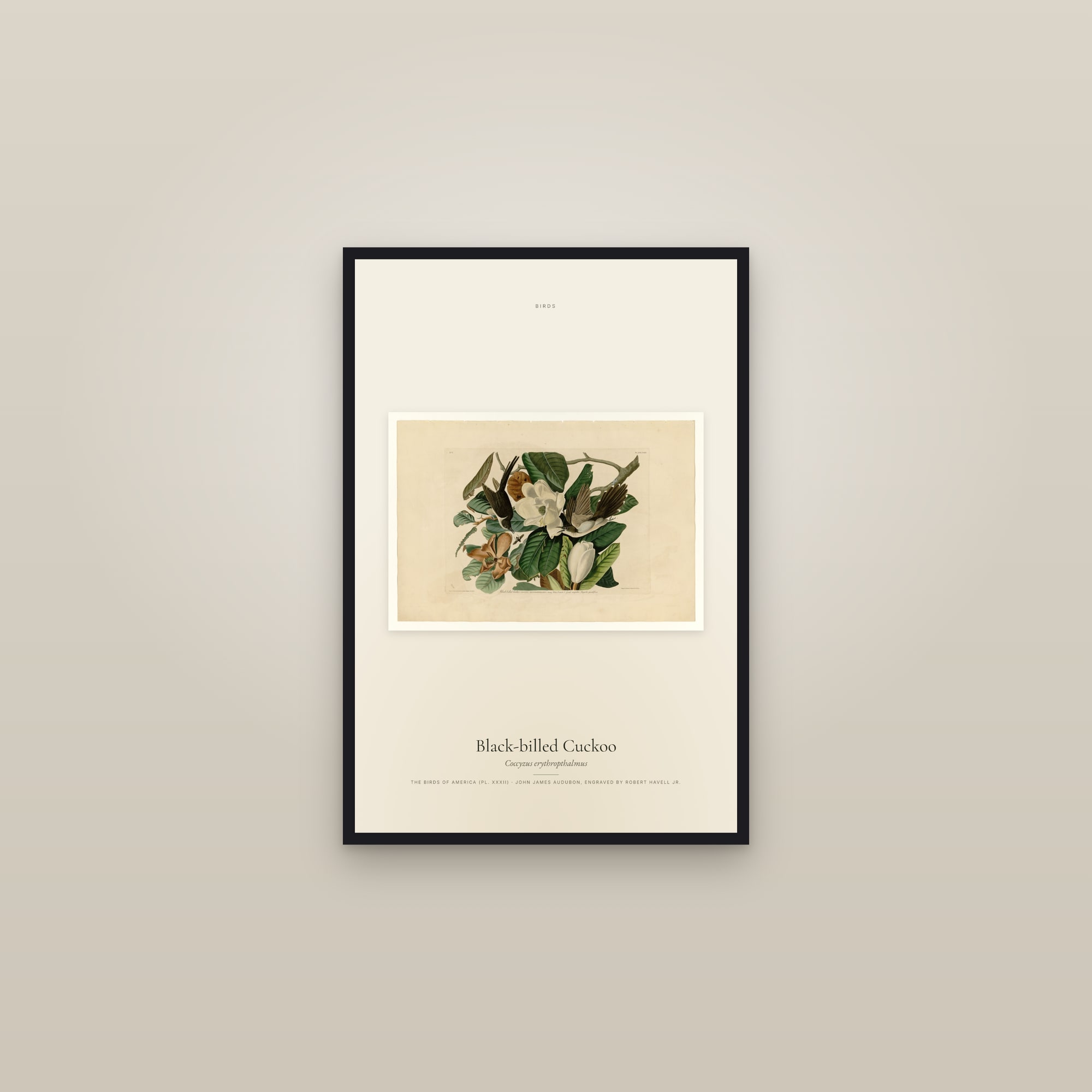 Black-billed Cuckoo — framed in a gallery setting