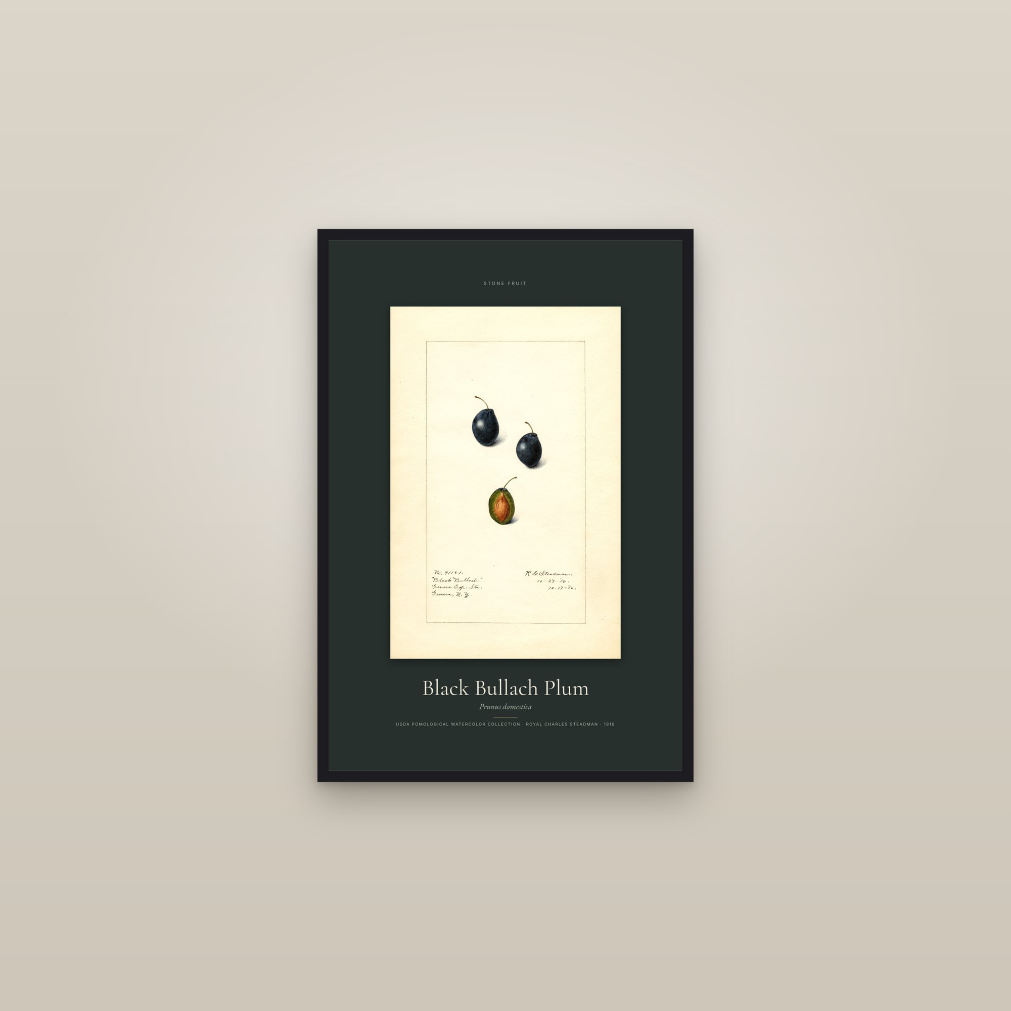 Black Bullach Plum — Specimen — framed in a gallery setting