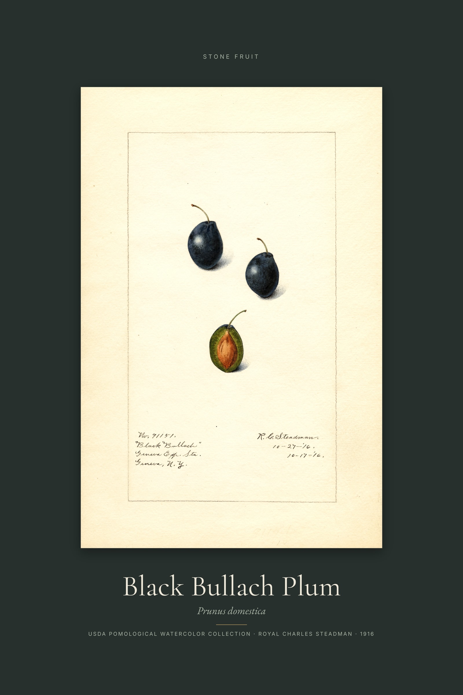 Black Bullach Plum — Specimen