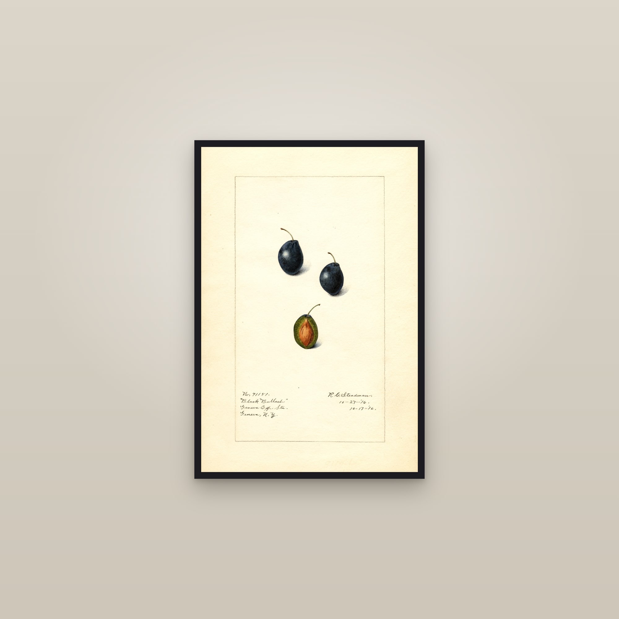 Black Bullach Plum — framed in a gallery setting