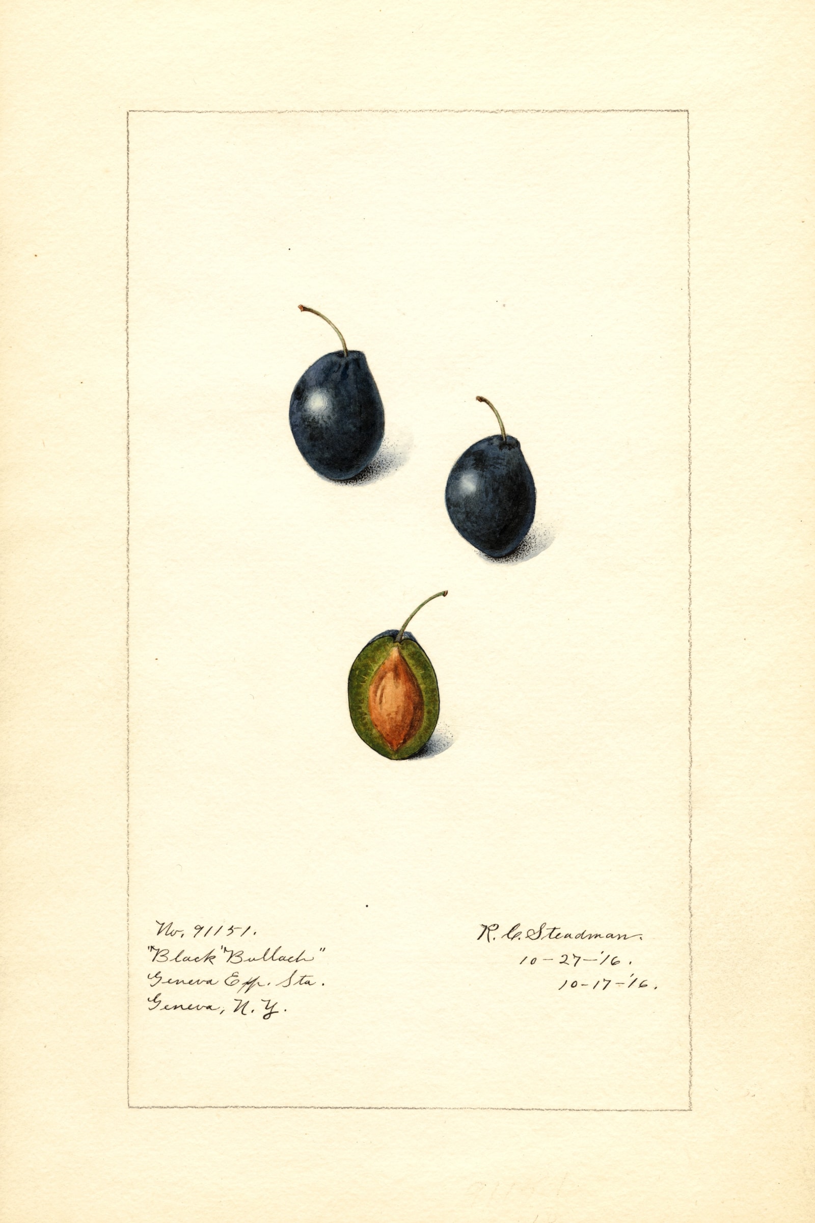 Black Bullach Plum