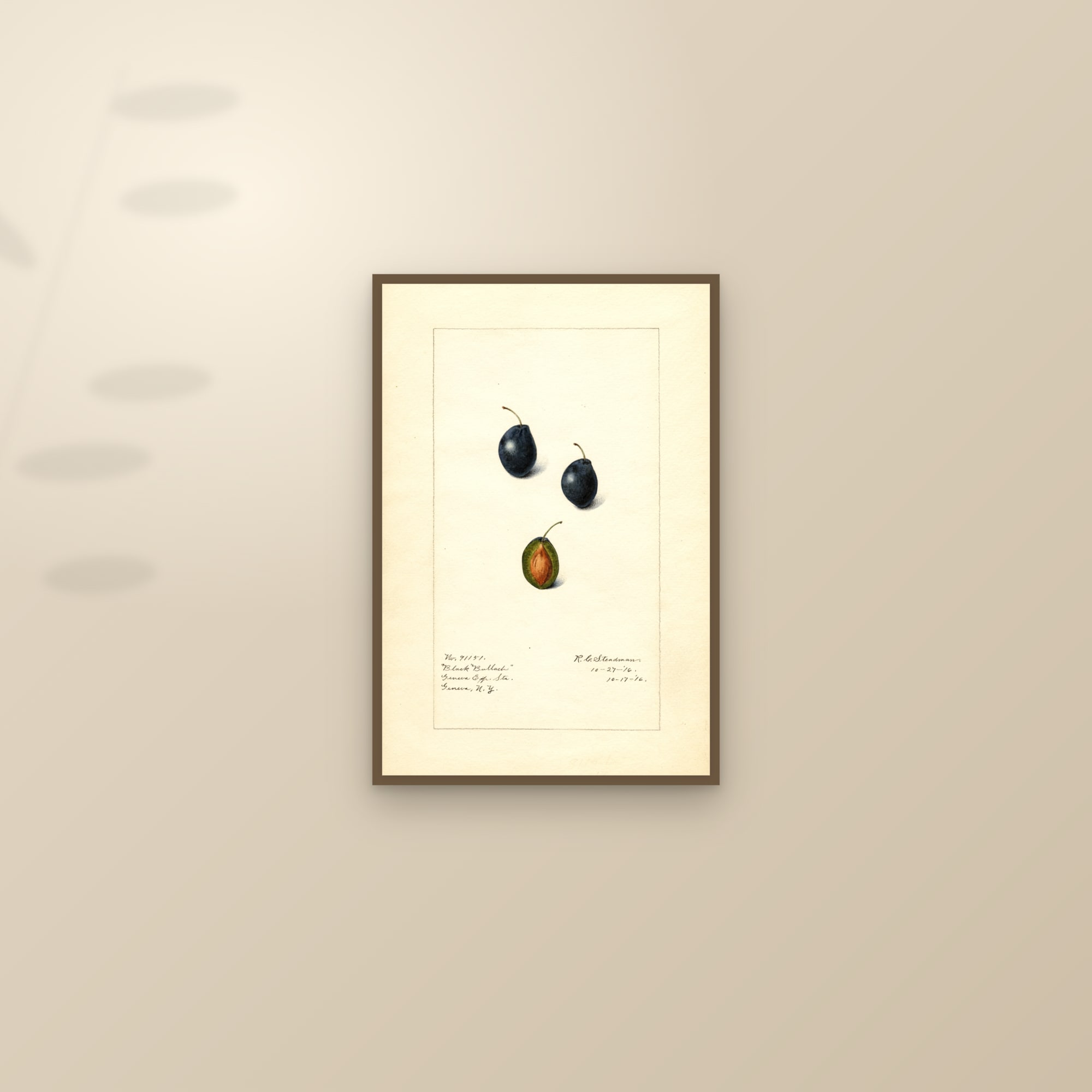 Black Bullach Plum — framed and styled on a sunlit wall