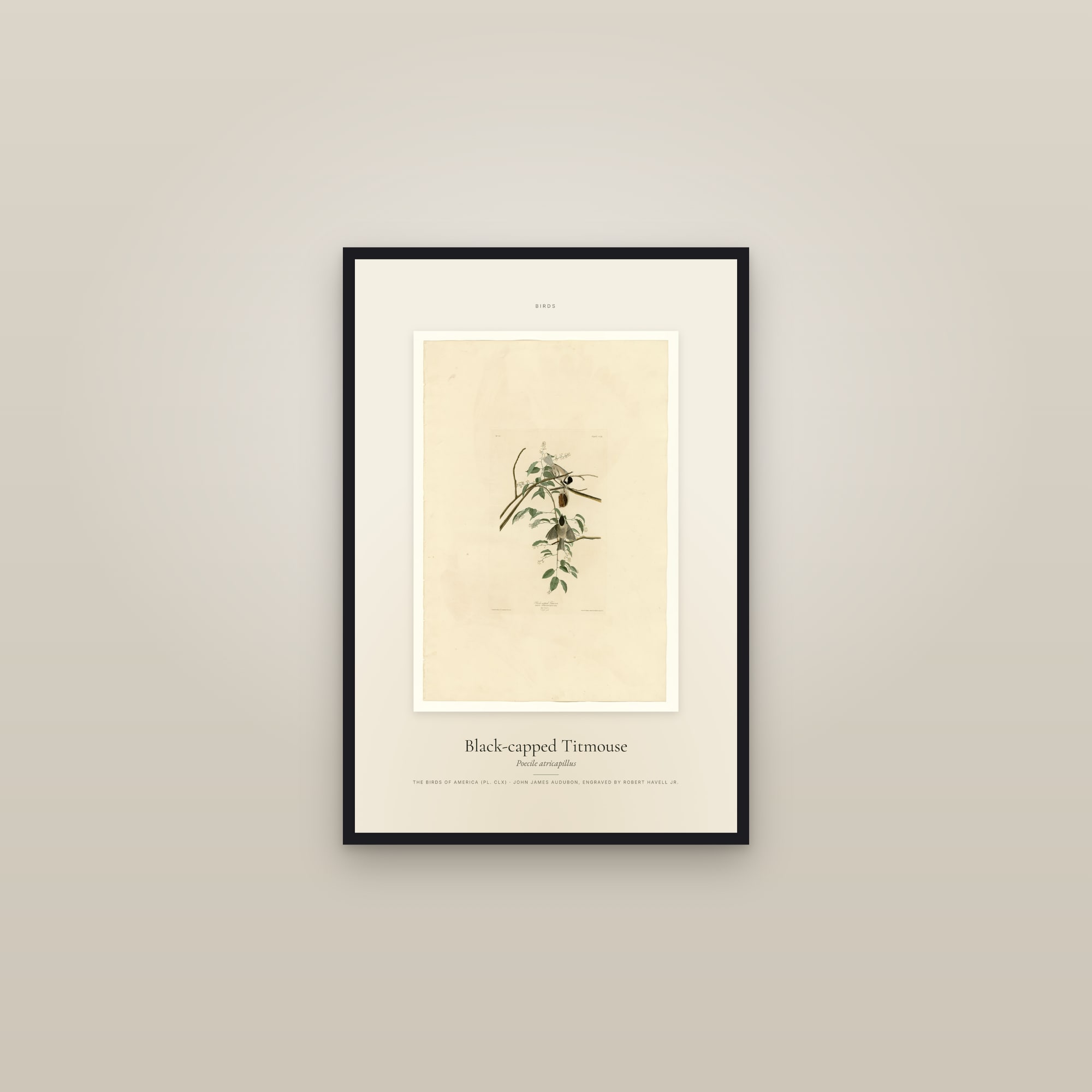 Black-capped Titmouse — Specimen — framed in a gallery setting