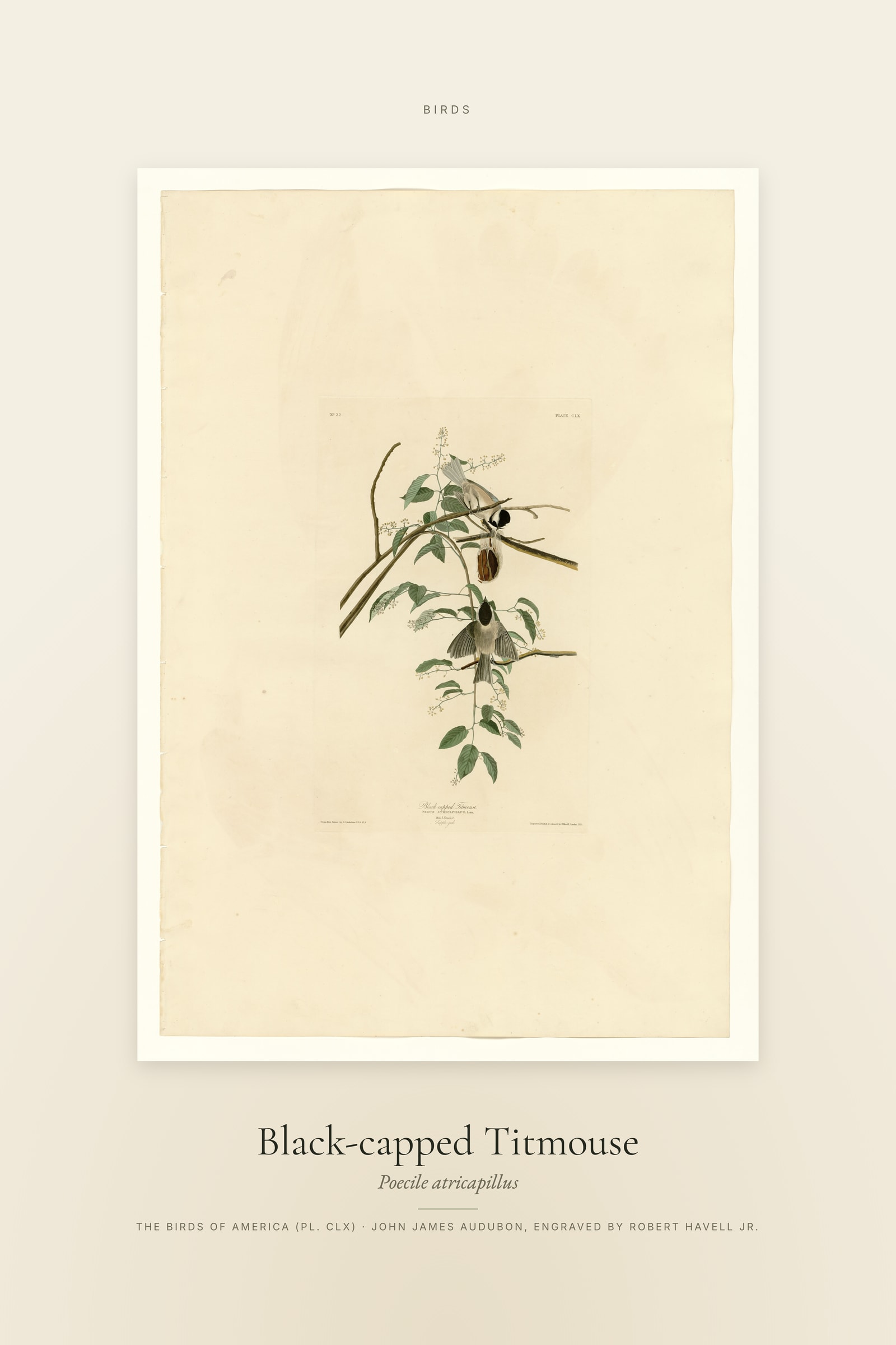 Black-capped Titmouse — Specimen
